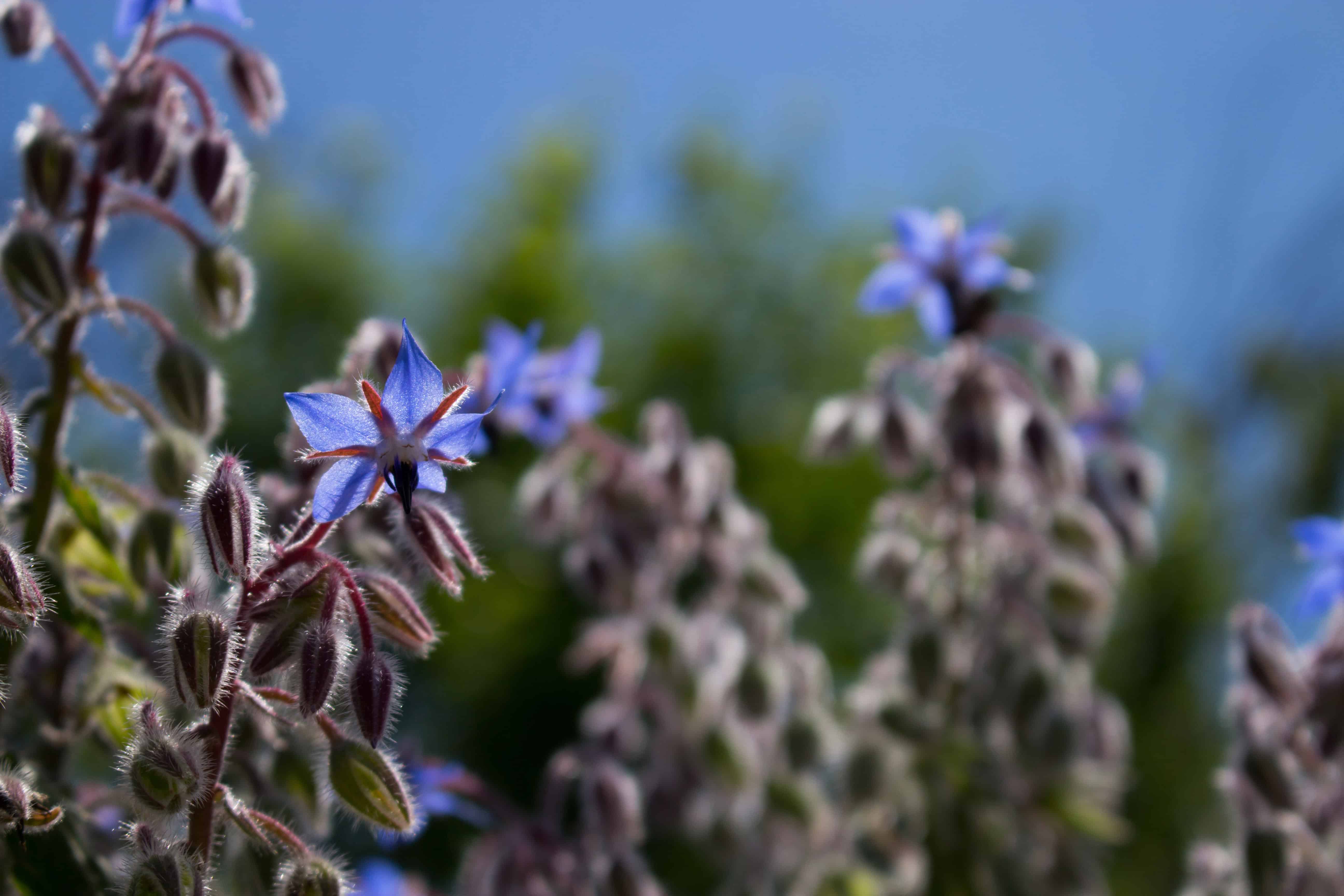 Edible Landscaping Online - Image 3