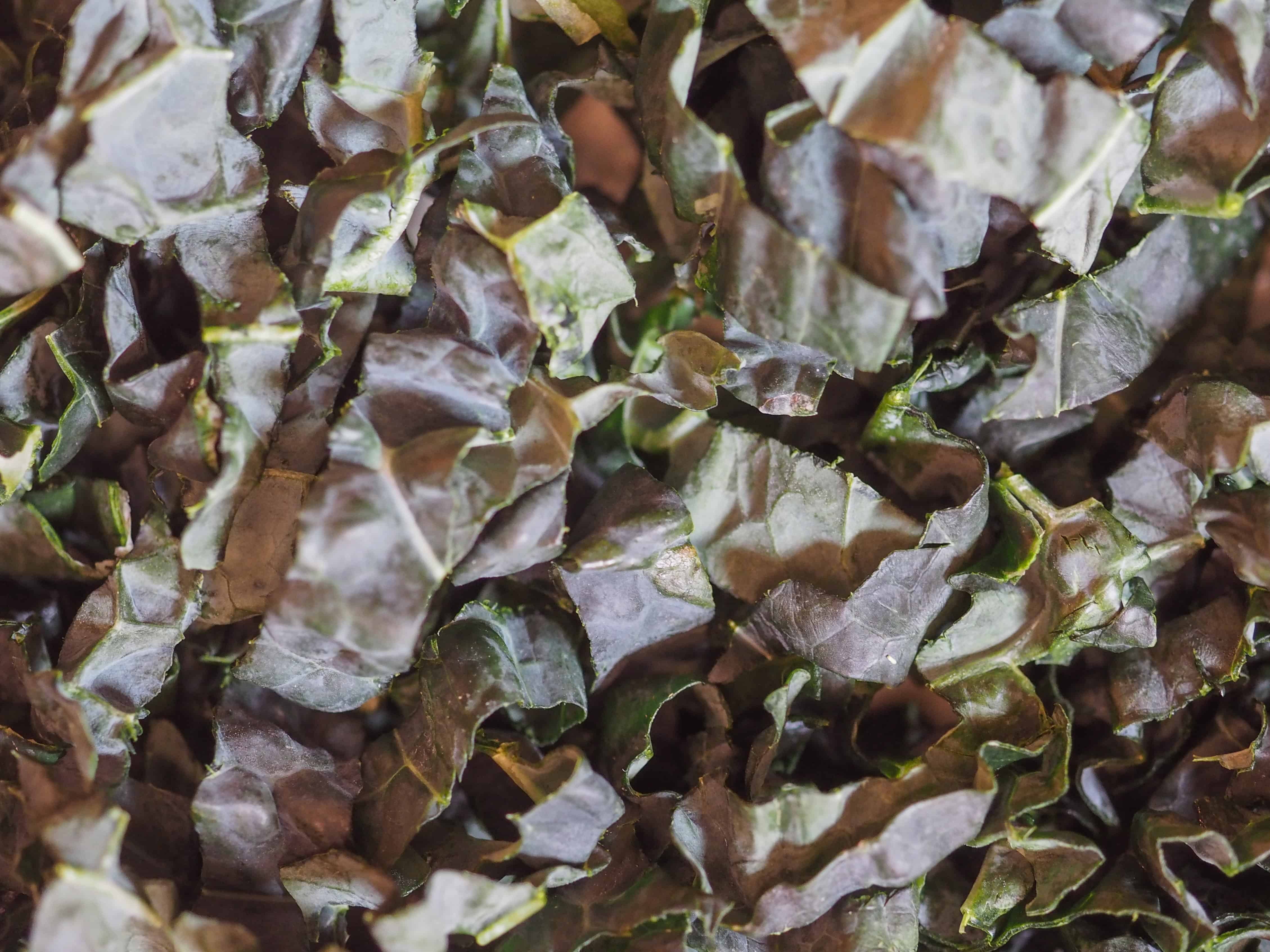 Leafy Greens Seed Bundle - Image 3