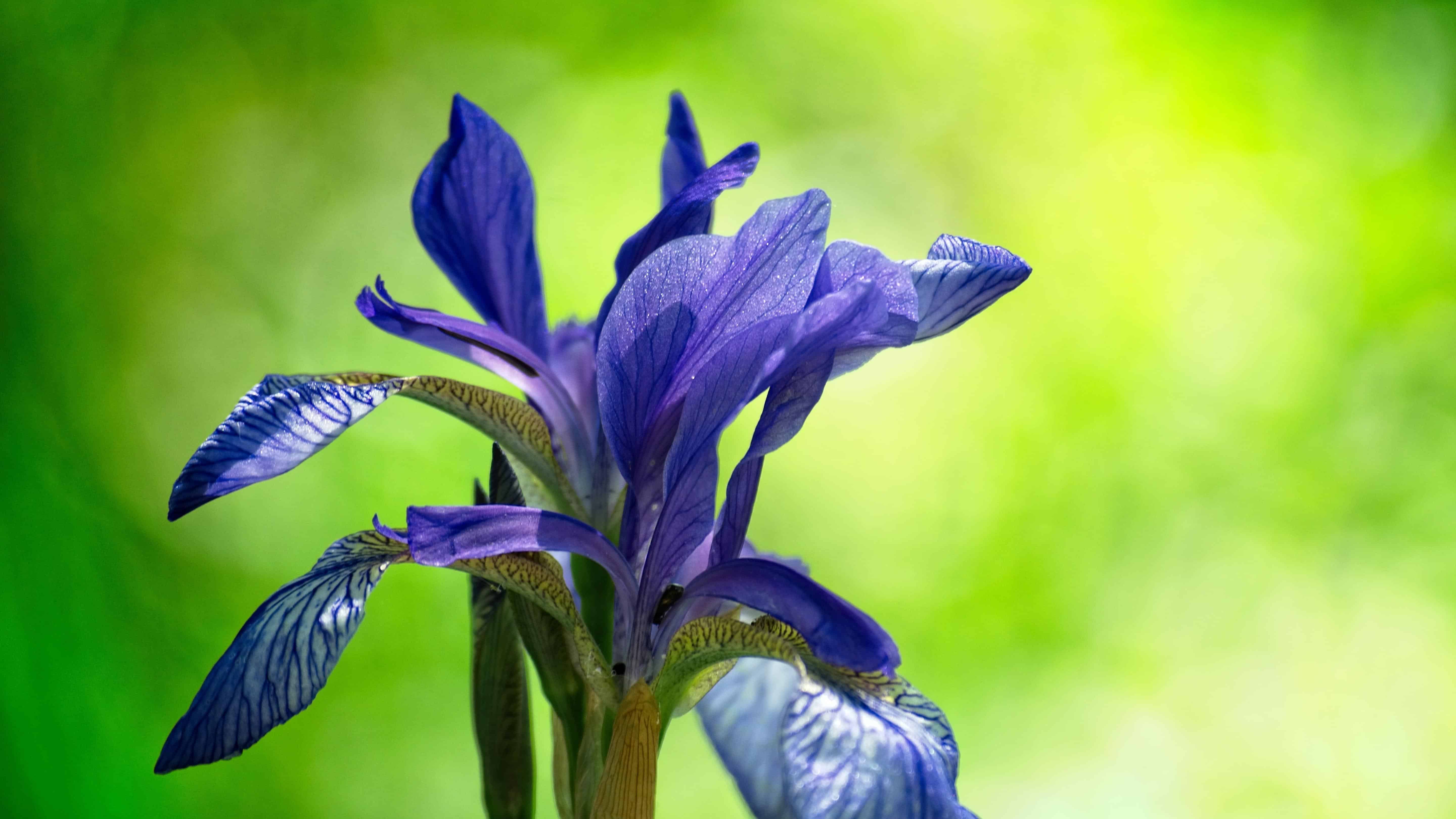 Wild Blue Iris Seed (Iris spp Versicolor/Setosa) - Image 3