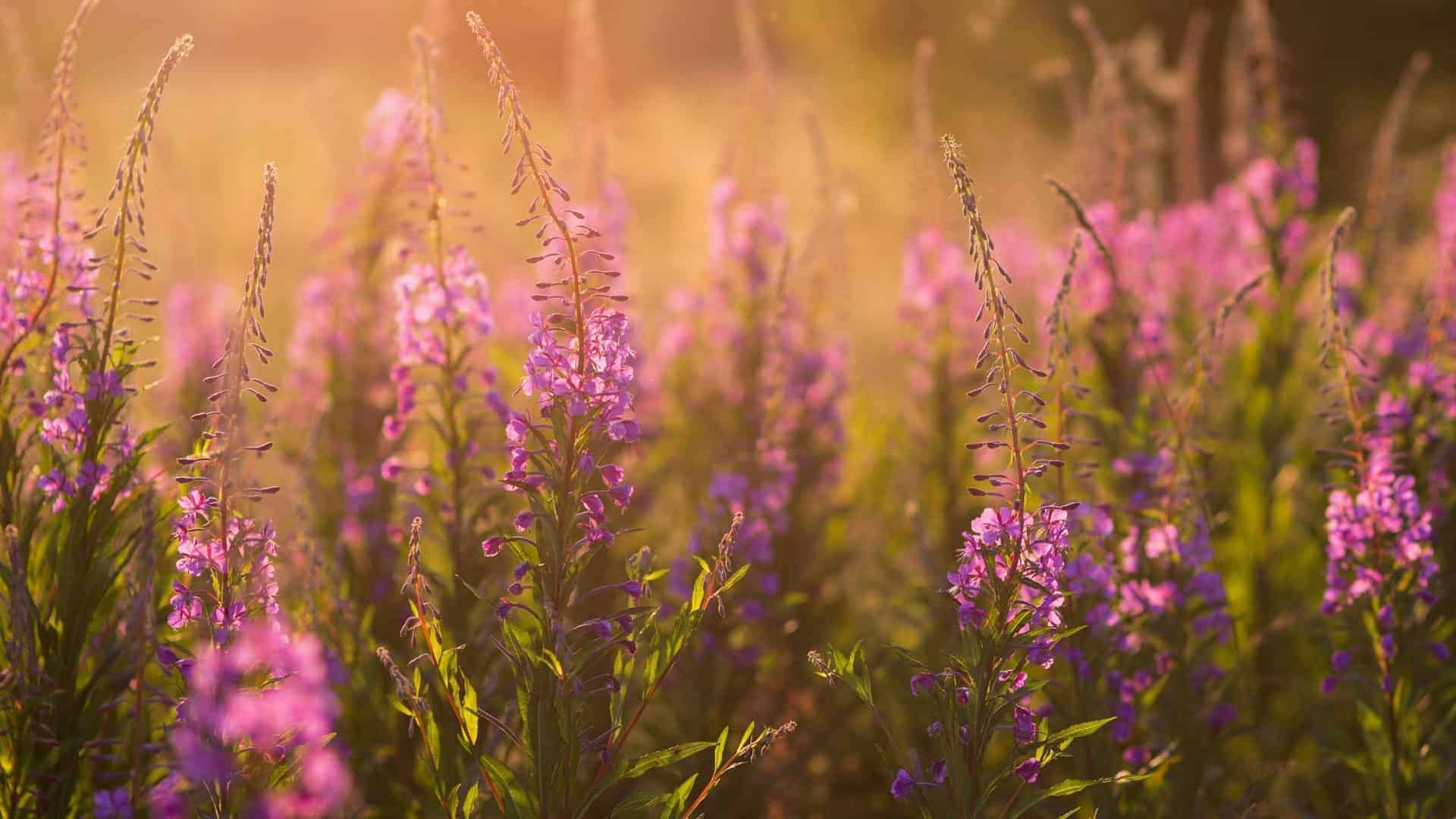 Fireweed Seeds Alaska Native Wildflower for Pollinators - Image 3