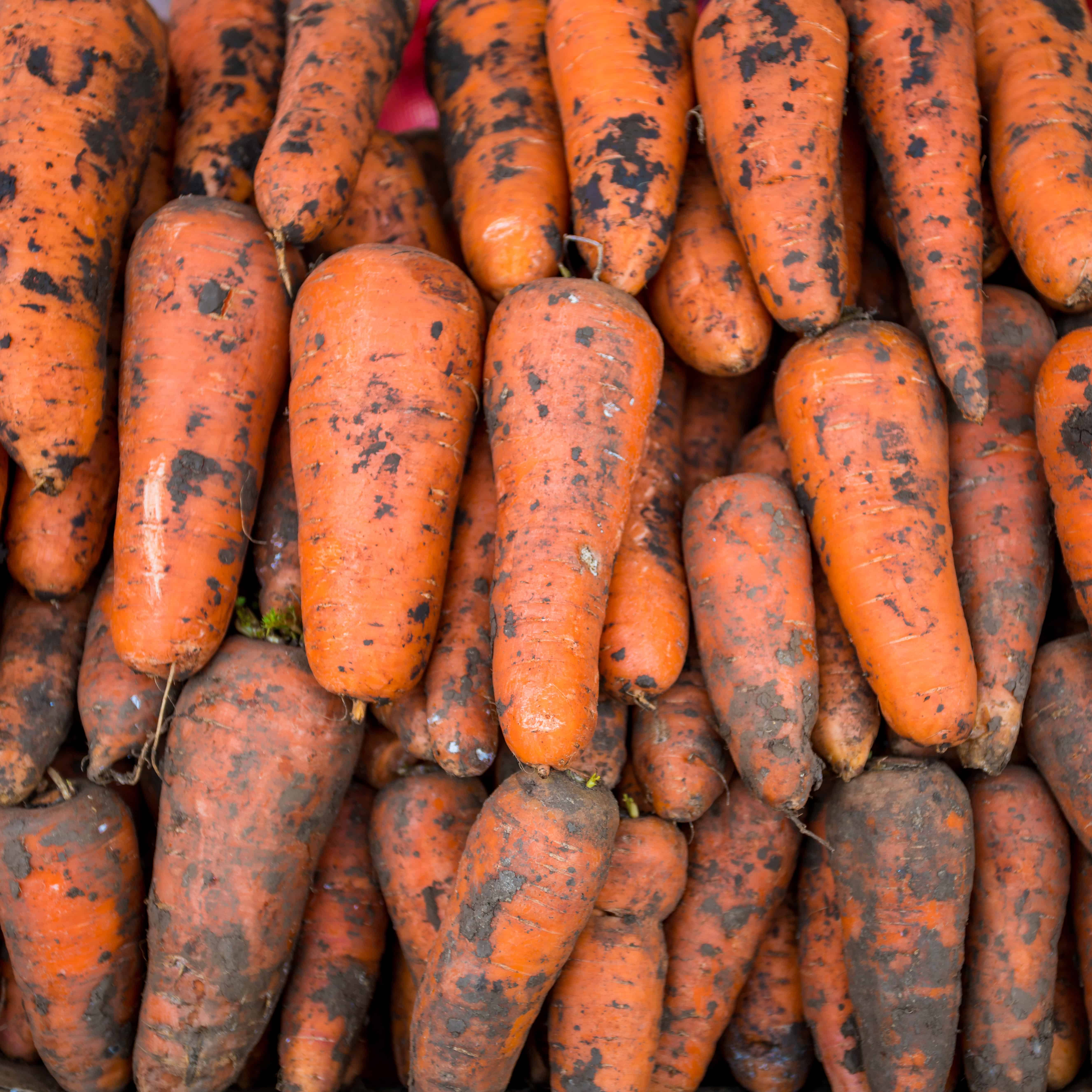 Little Fingers Carrot Seed