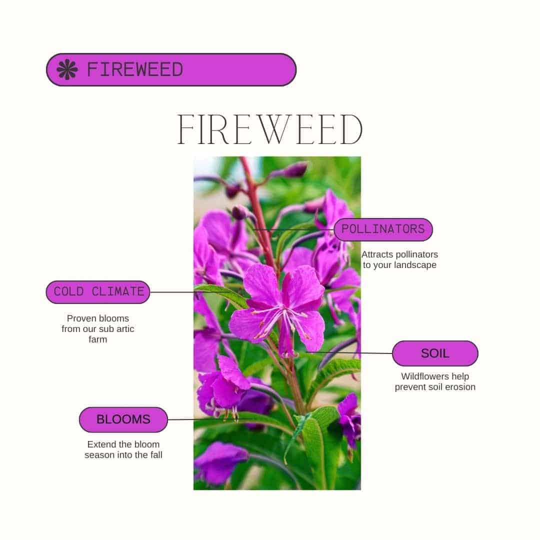 Alaska Seeds Seeds for Northern Gardens