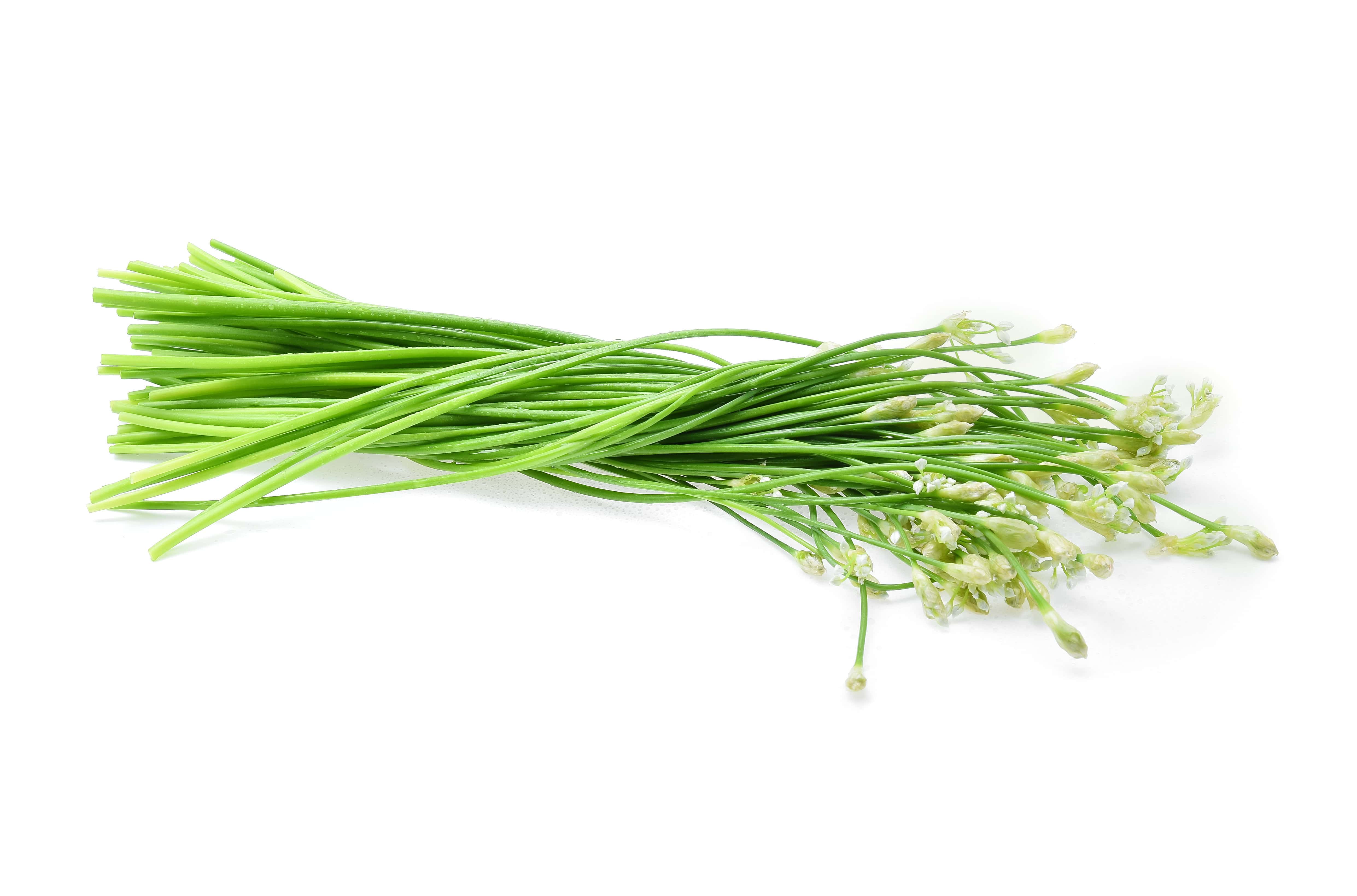 Alaska Herb Garden Seed Bundle - Image 3