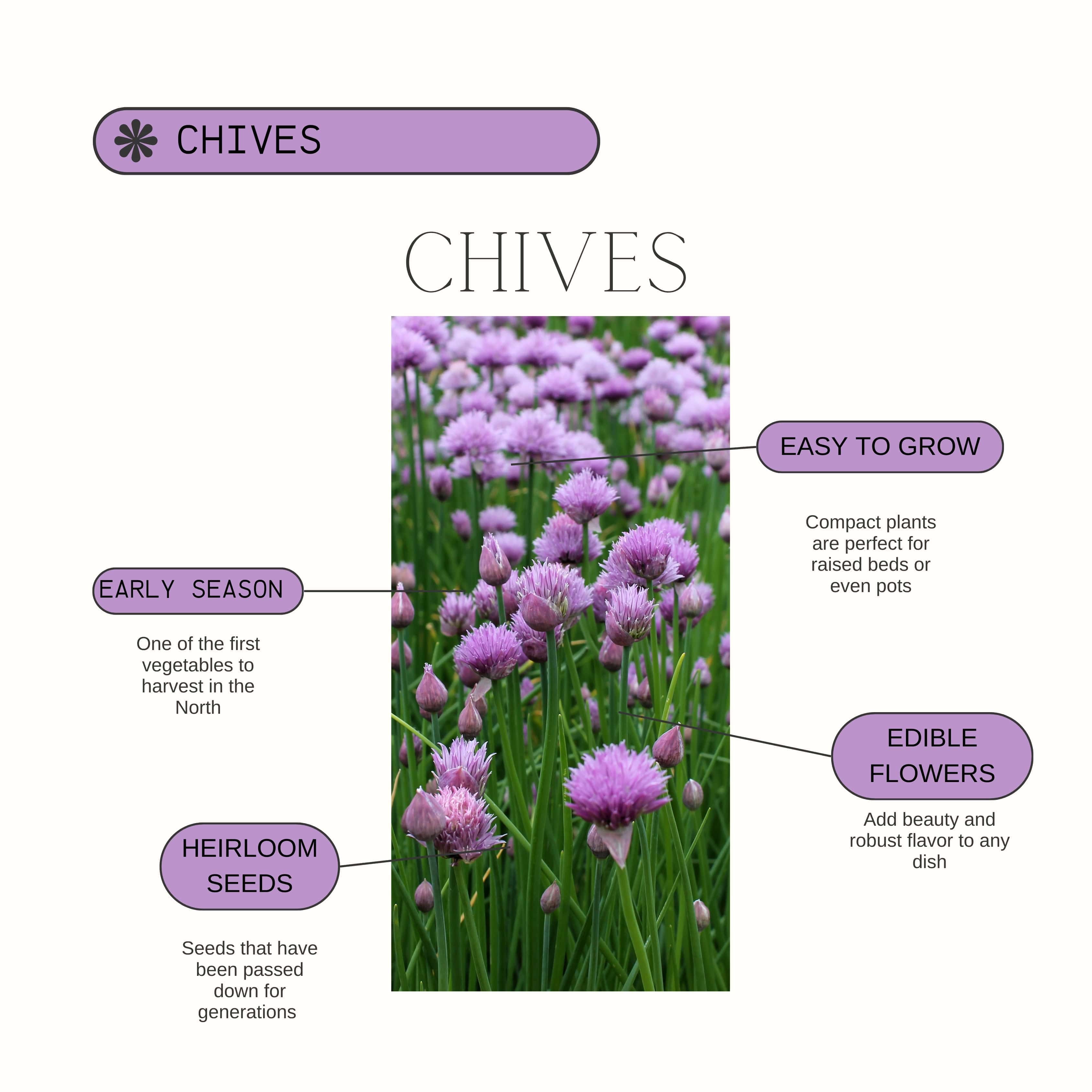 Chive Product Guide
