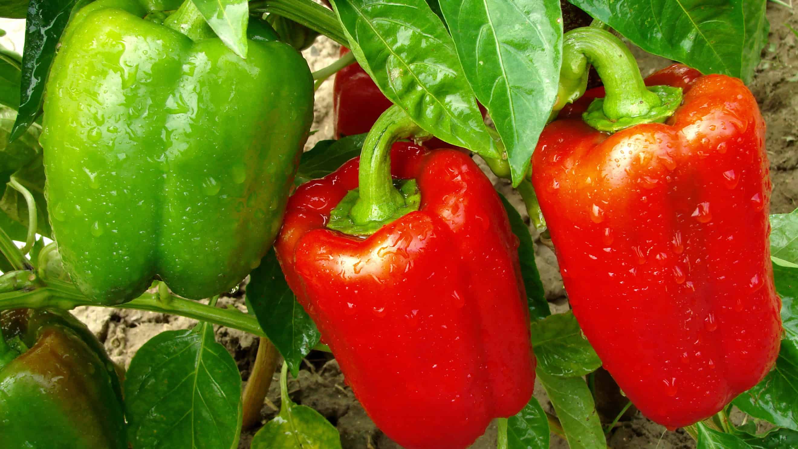 Heat & Harvest: The Alaska Pepper Growing Masterclass (Online) - Image 5