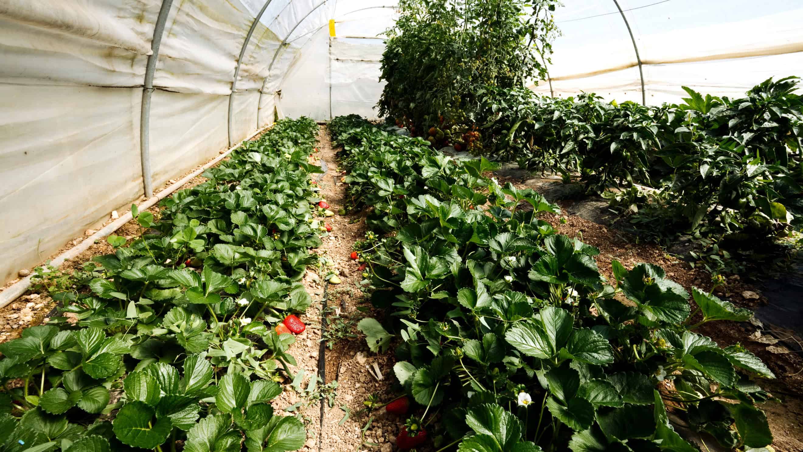 Greenhouse class alaska