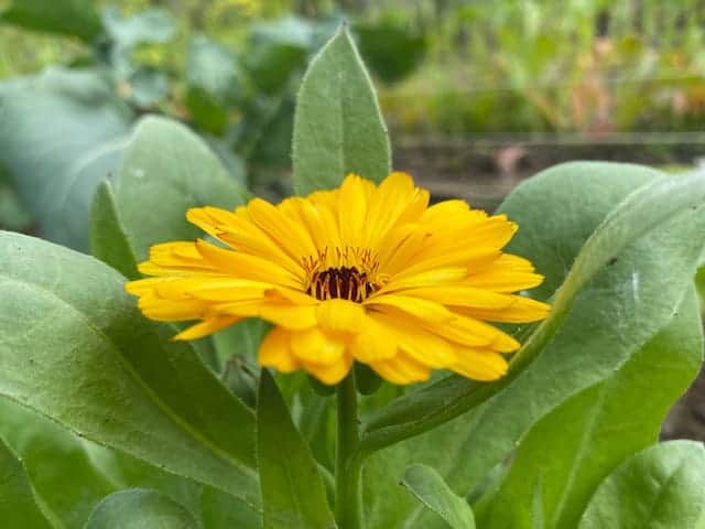 Calendula Seed Mix (Calendula officinalis) - Image 2