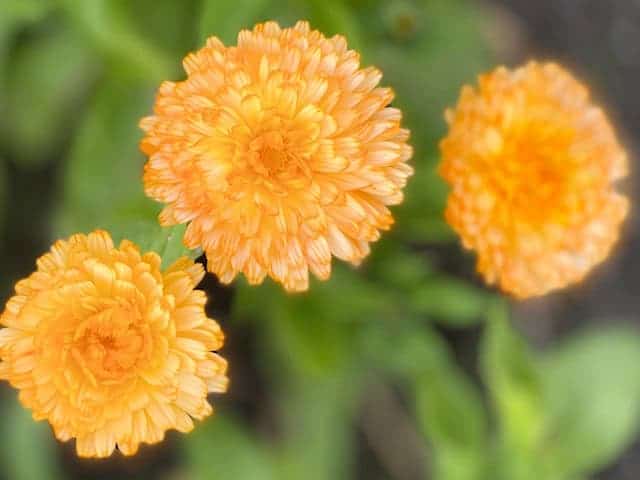 Calendula Seed Mix (Calendula officinalis) - Image 3