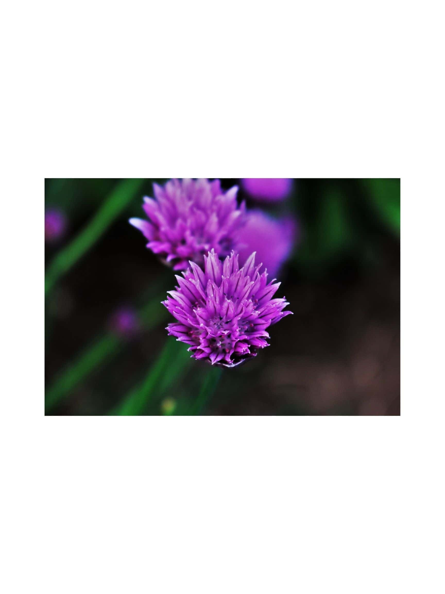 Chive Seed Purple (Allium schoenoprasum) - Image 2