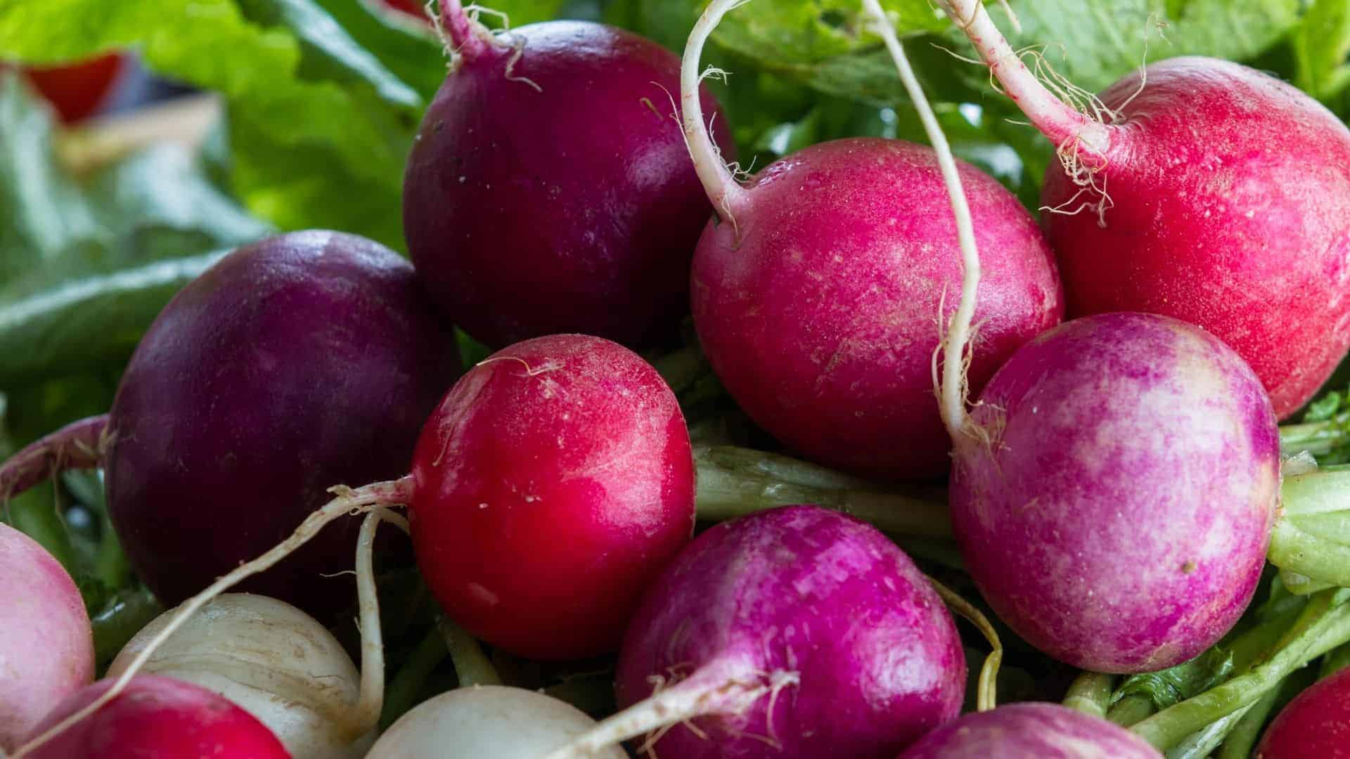 Spring Direct Sow Seed Bundle - Image 6