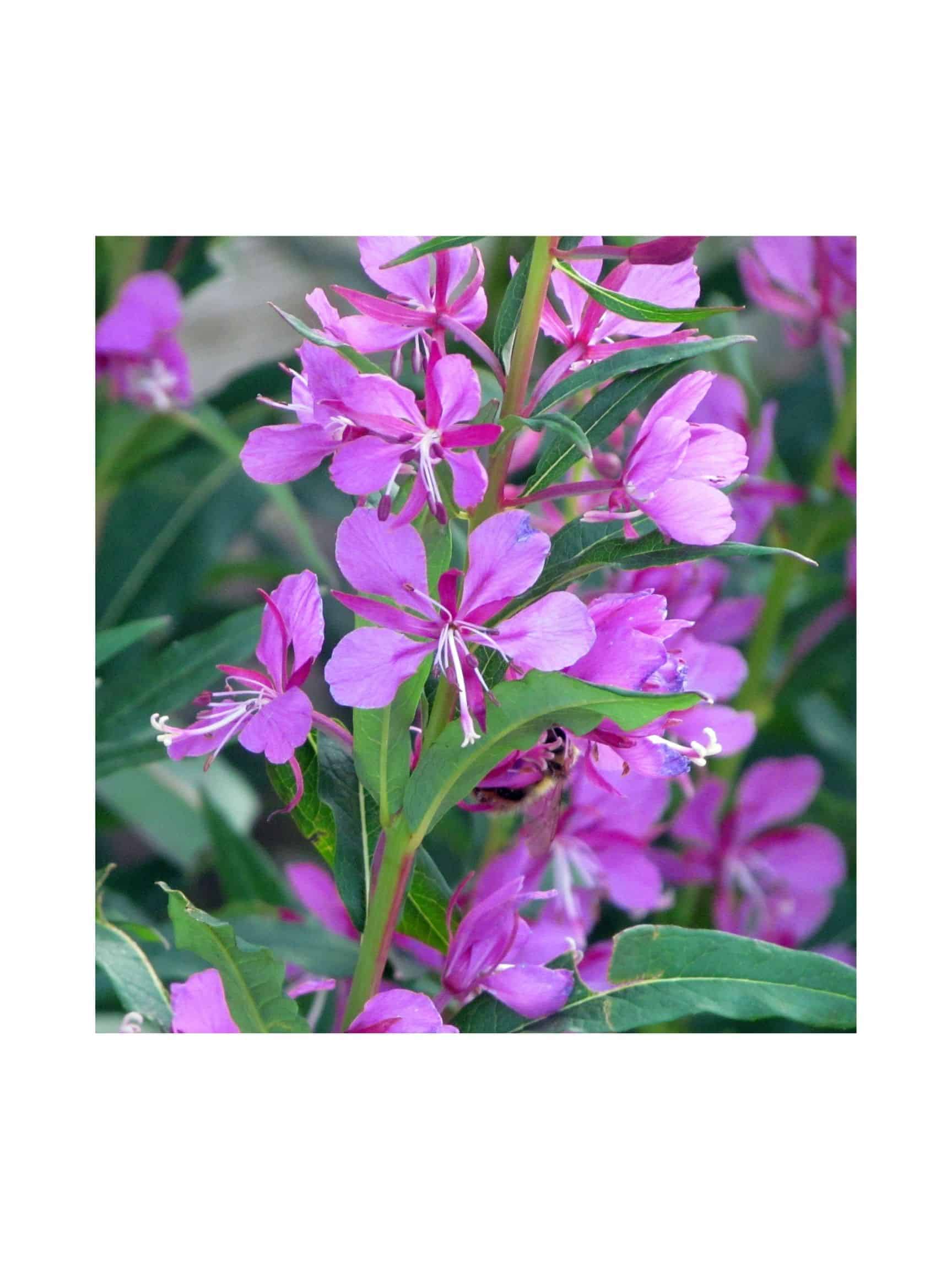 Fireweed Seeds Alaska Native Wildflower for Pollinators - Image 2