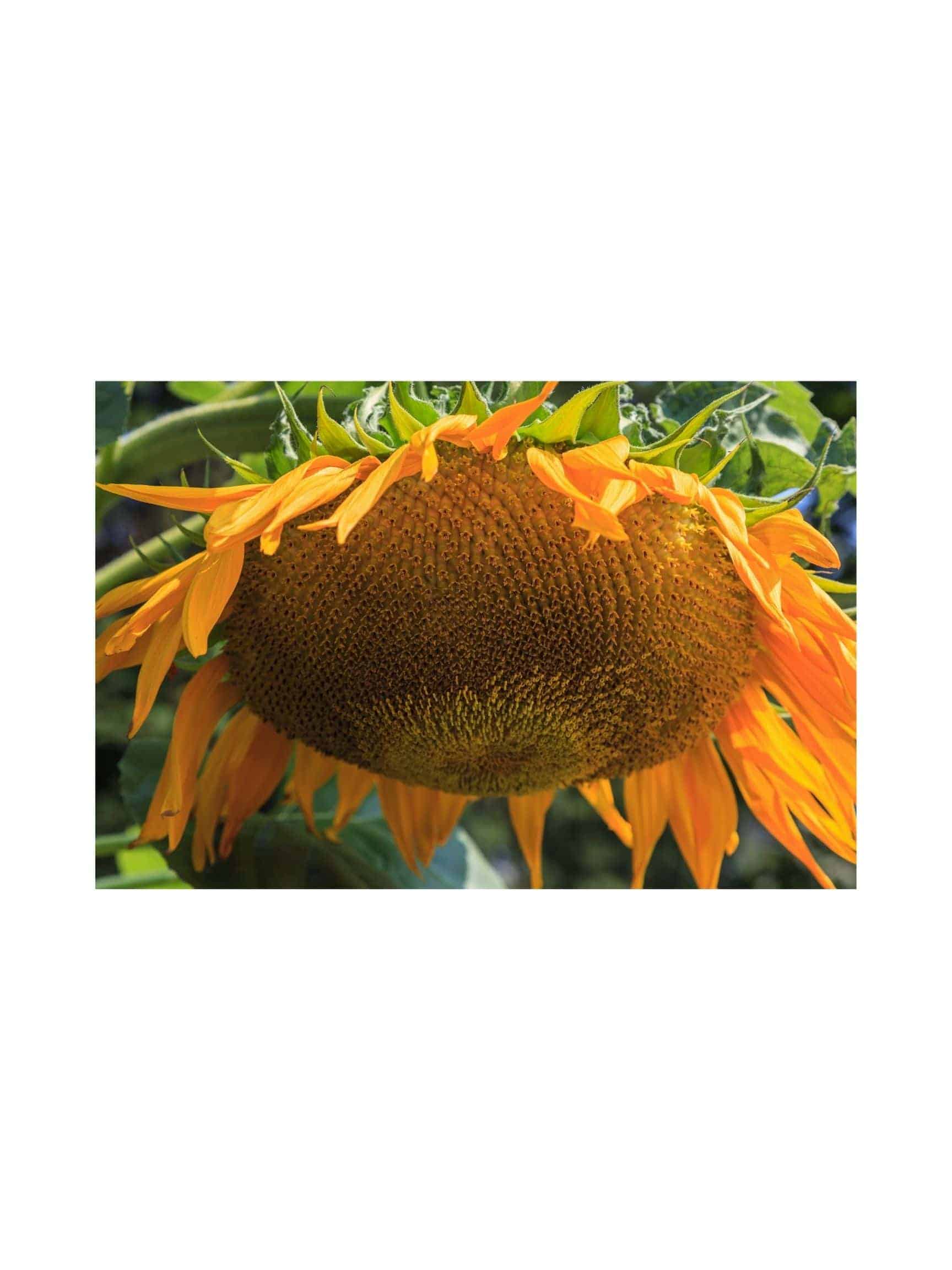 Sunflower Seed Dwarf Sunspot (Helianthus annuus) - Image 2