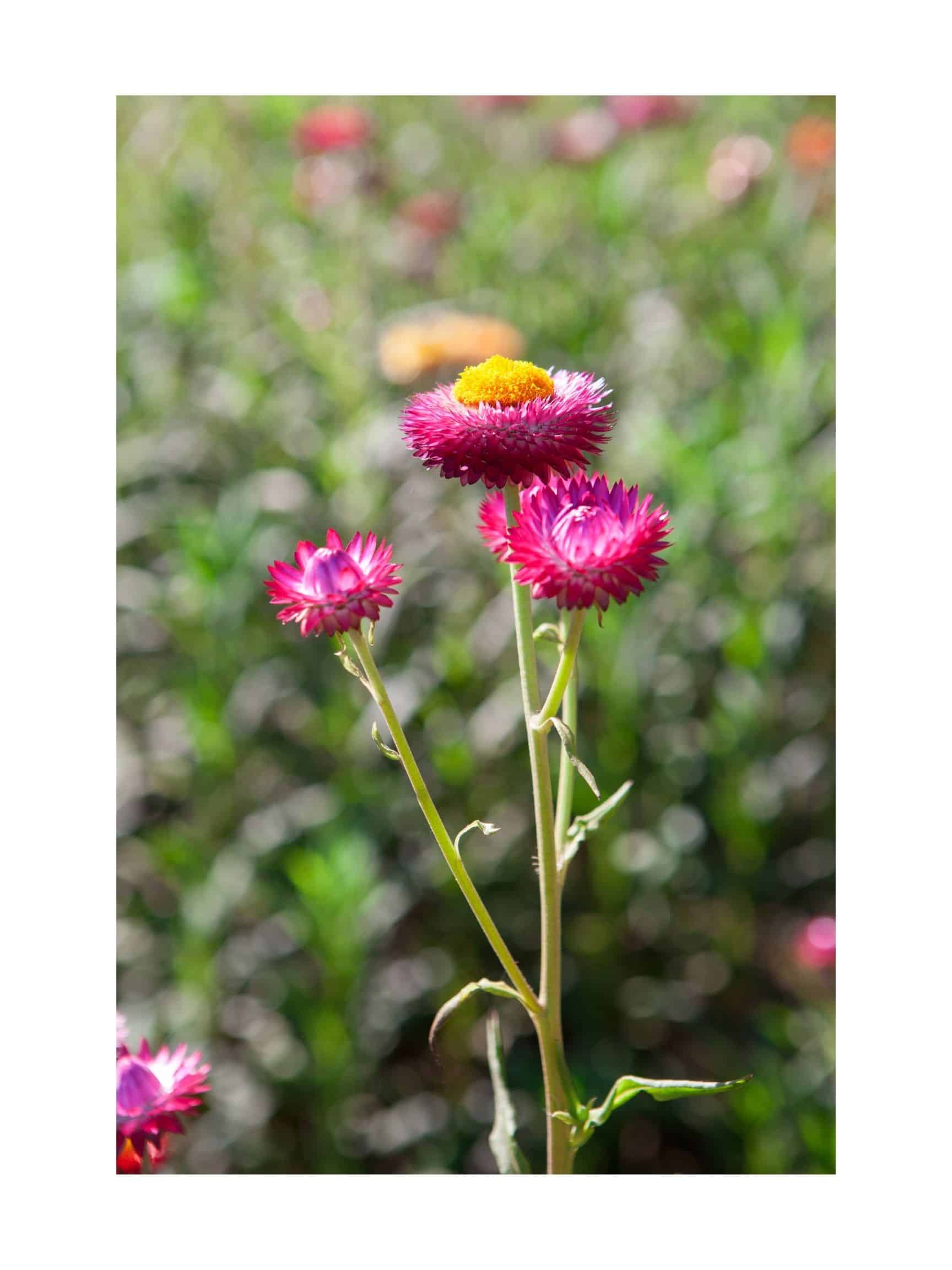 Strawflower Seed Mix (Xerochrysum bracteatum) - Image 2