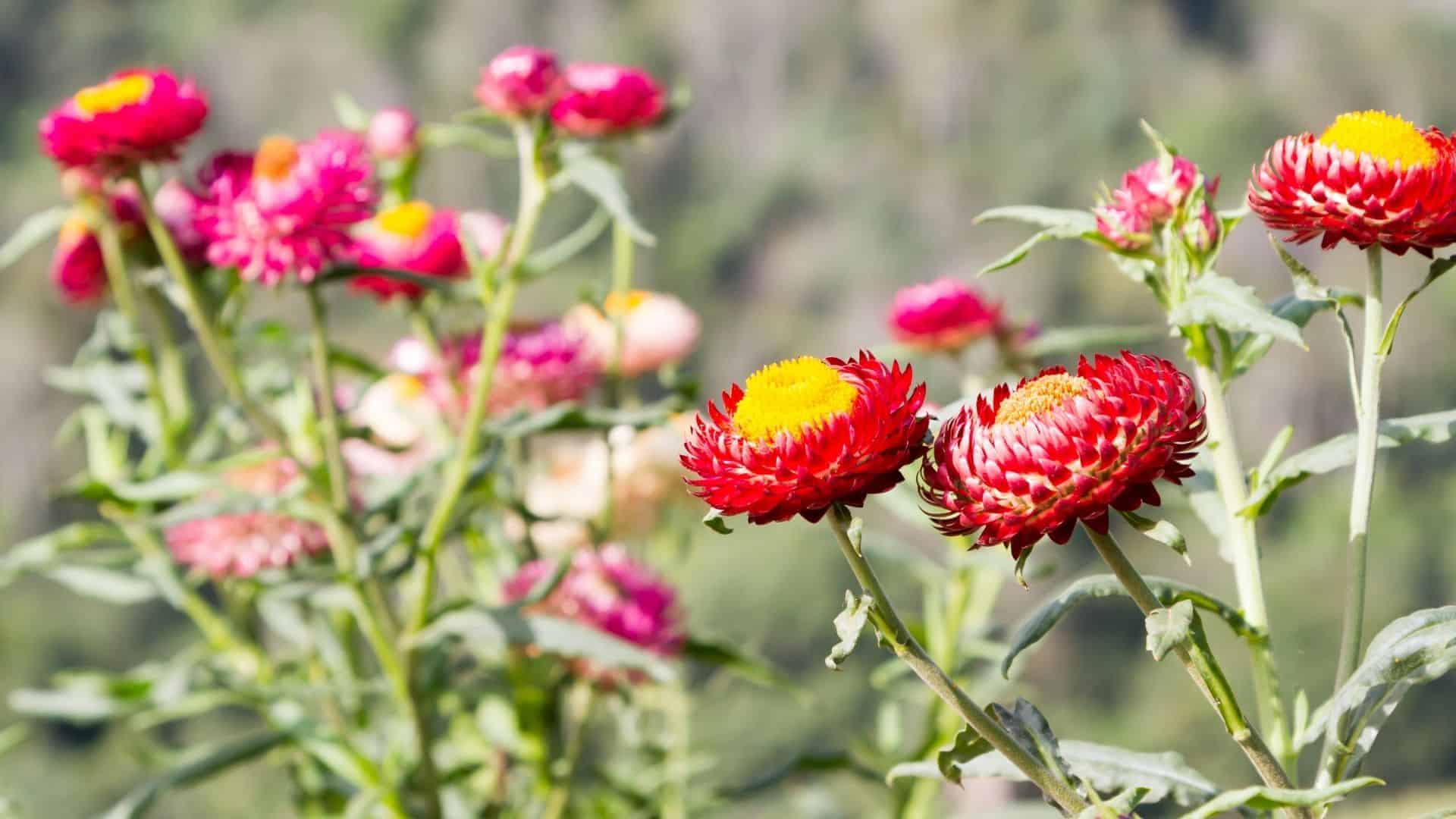 Strawflower Seed Mix (Xerochrysum bracteatum) - Image 5
