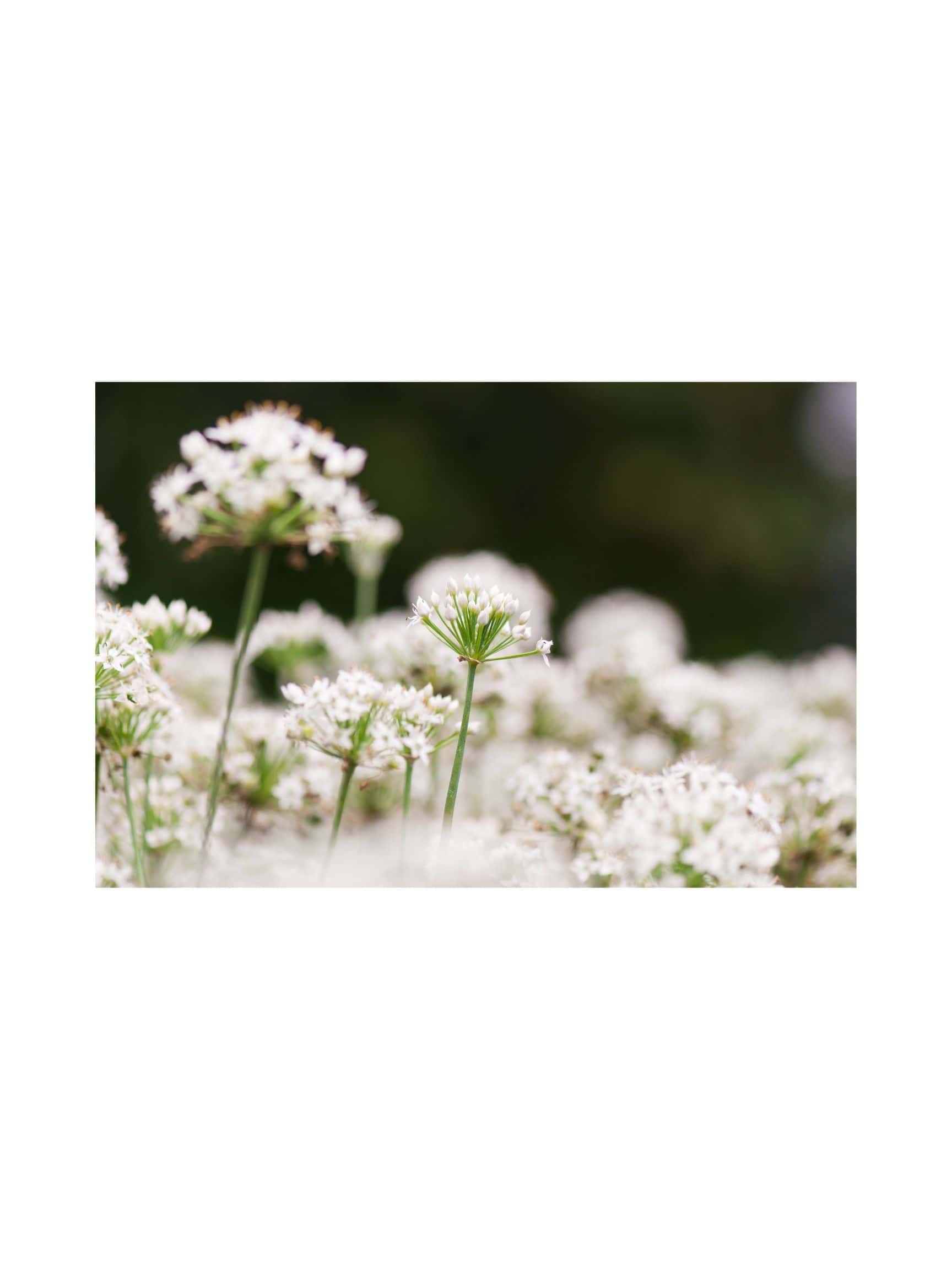 Garlic Chive Seed (Allium tuberosum) - Image 2