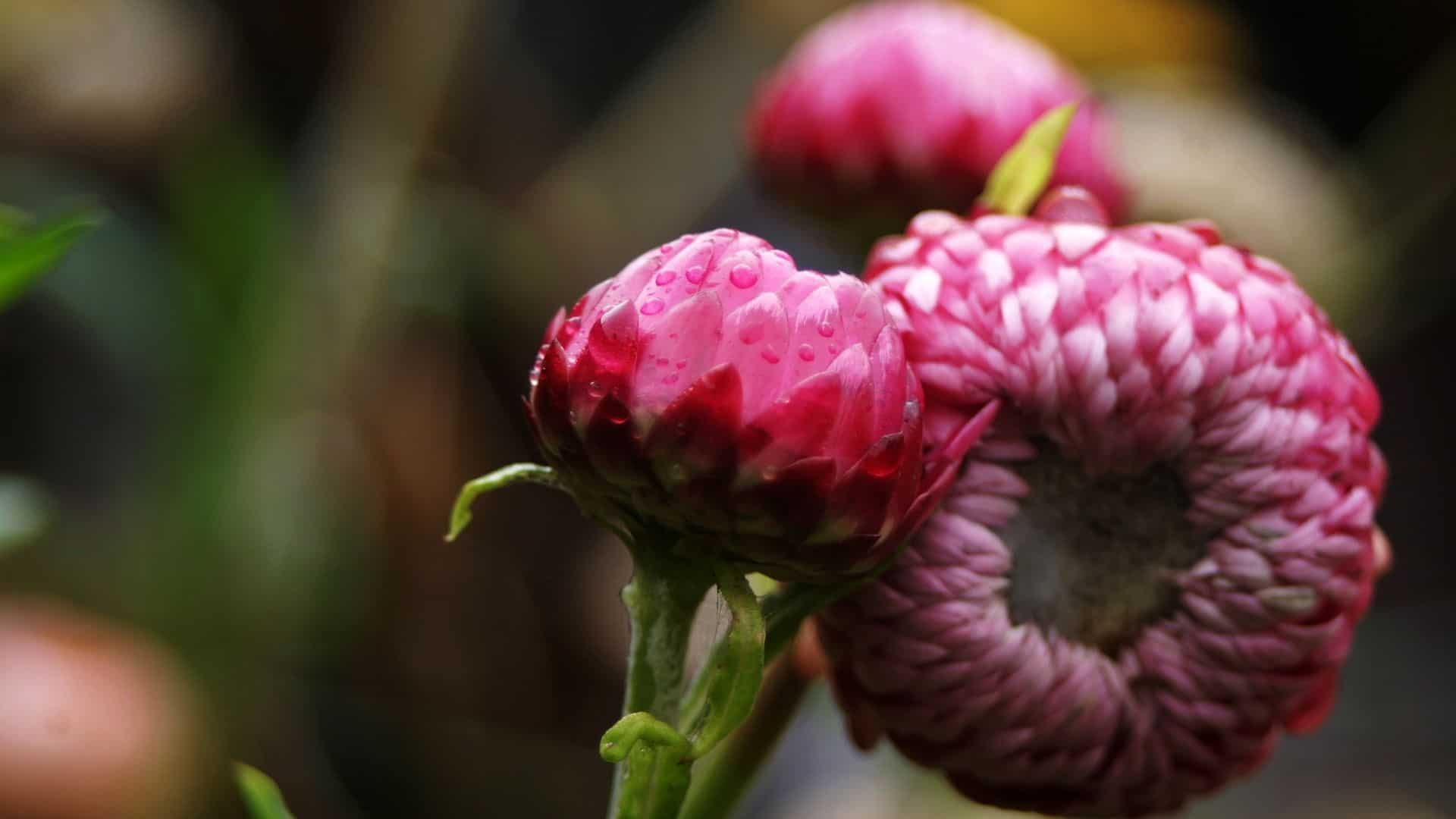 Strawflower Seed Mix (Xerochrysum bracteatum) - Image 4