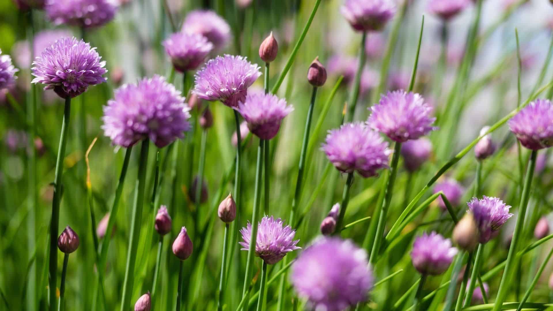 Chive Seed