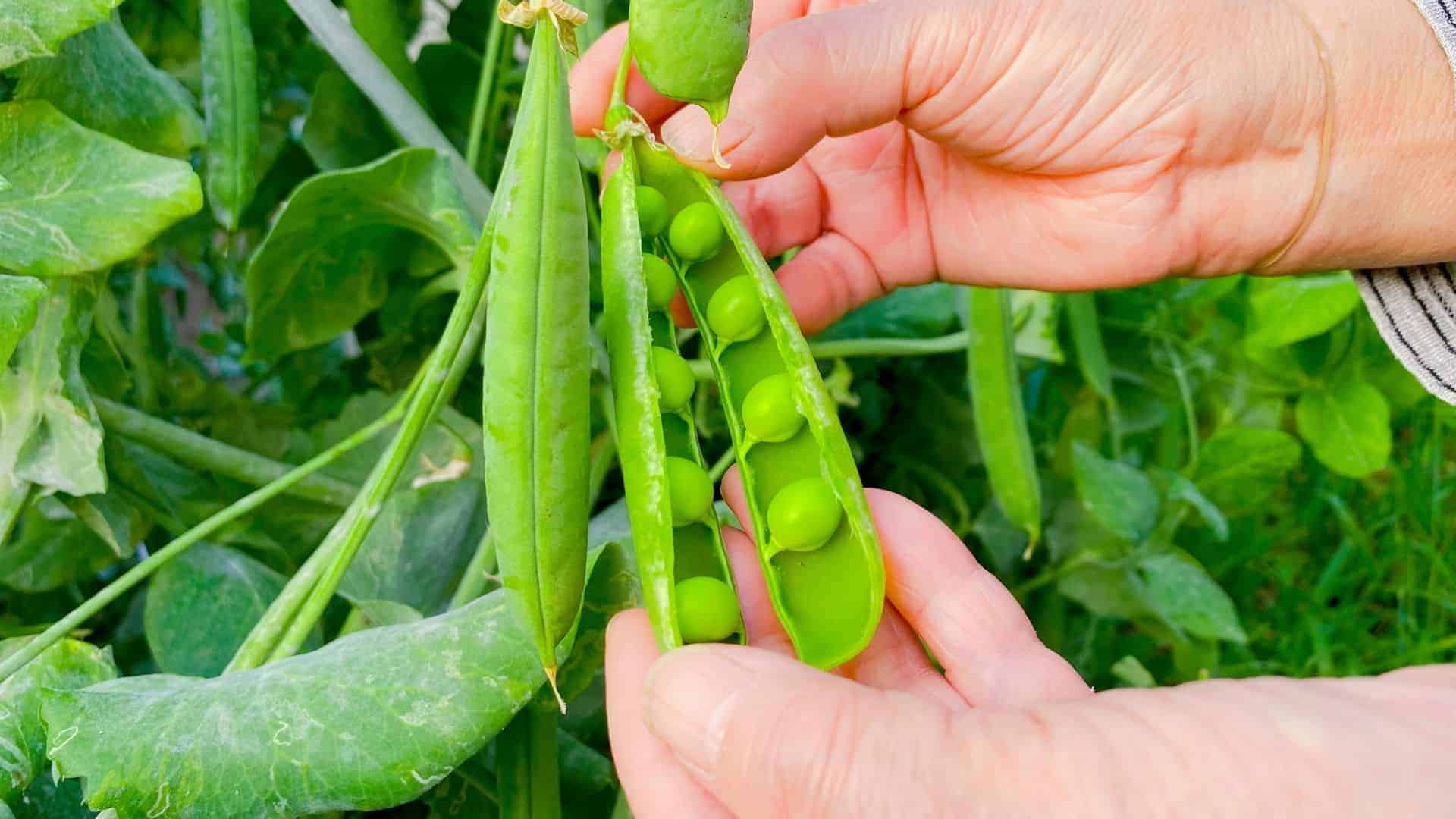 Sugar Snap Pea Seeds Crisp, Sweet Pods for Cool-Season Gardens - Image 3