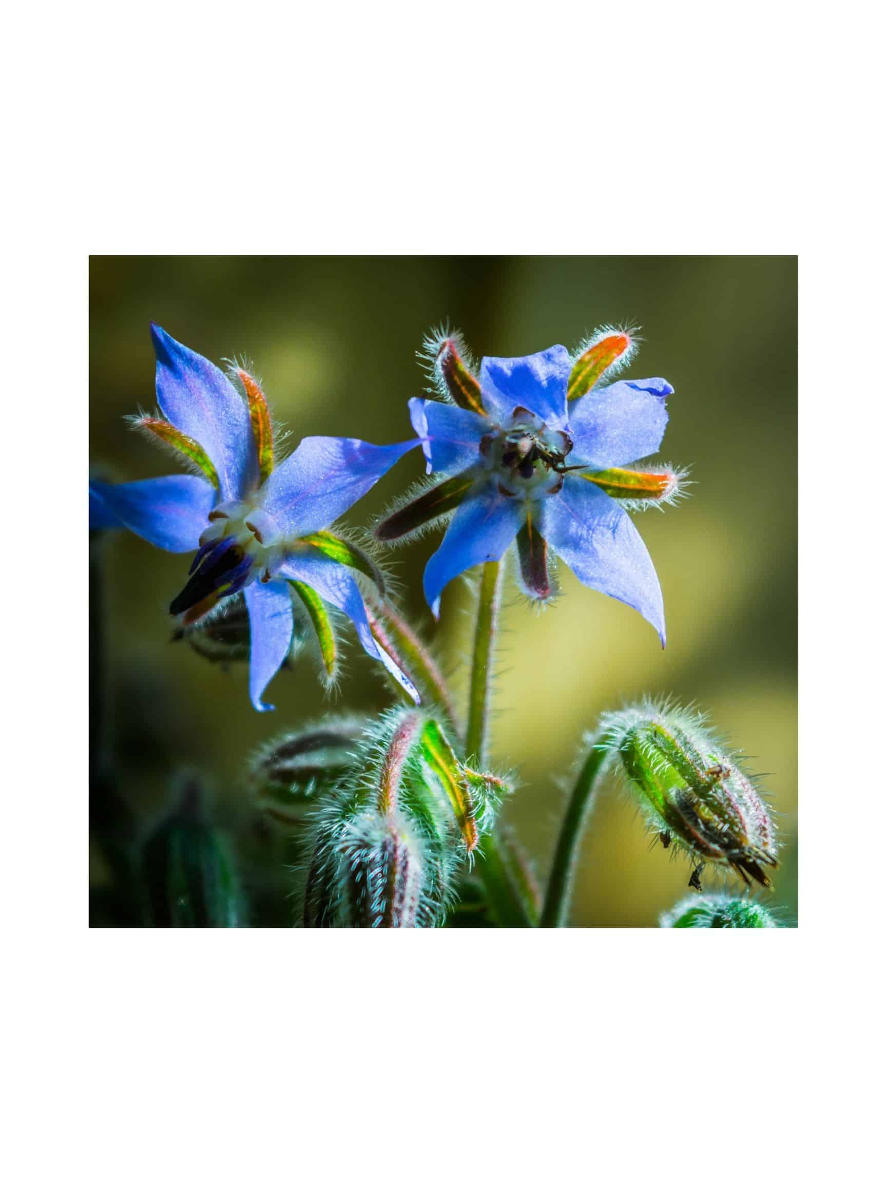 Borage Seed (Borage officinalis) - Image 2
