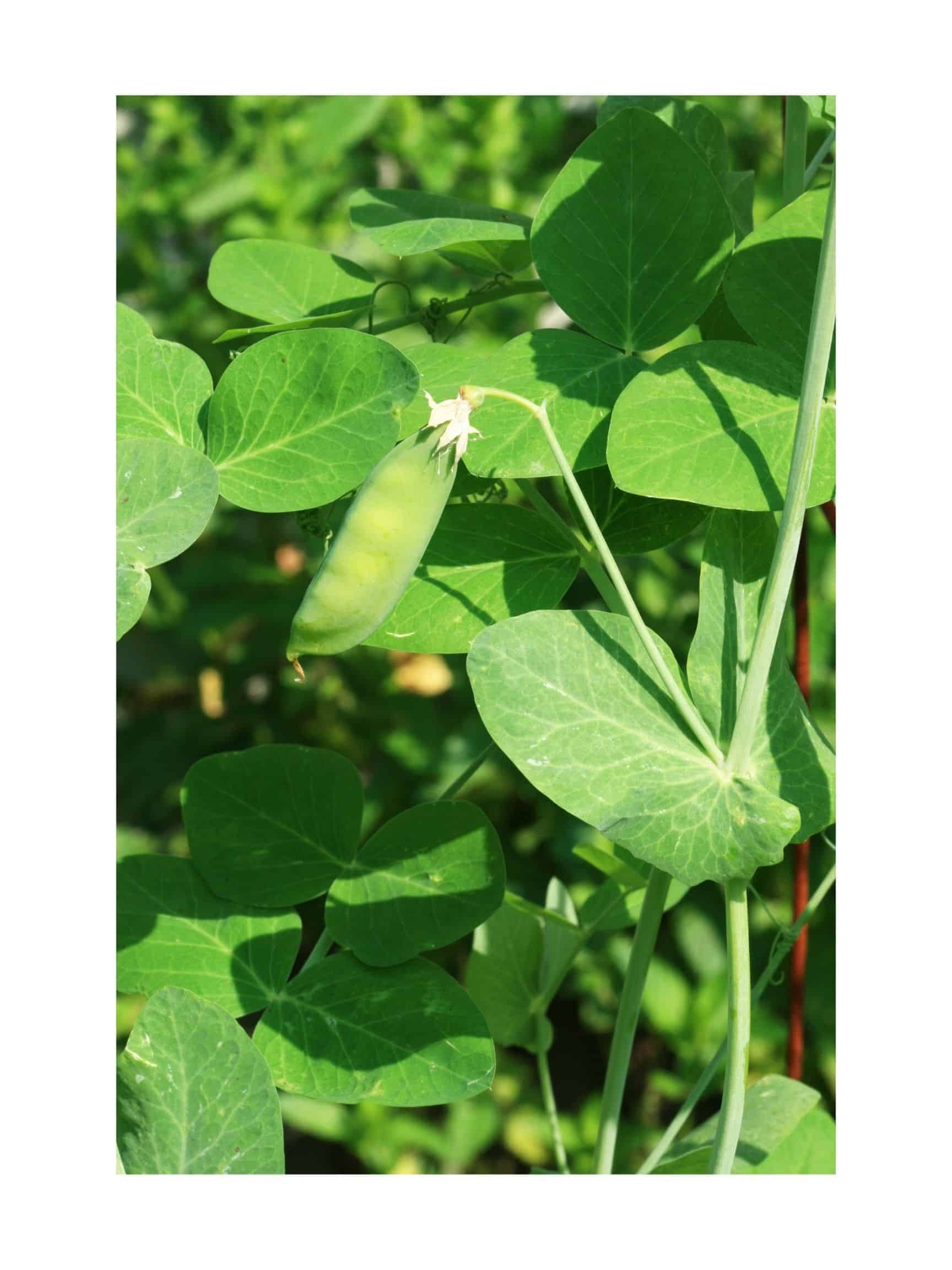 Sugar Snap Pea Seeds Crisp, Sweet Pods for Cool-Season Gardens - Image 2