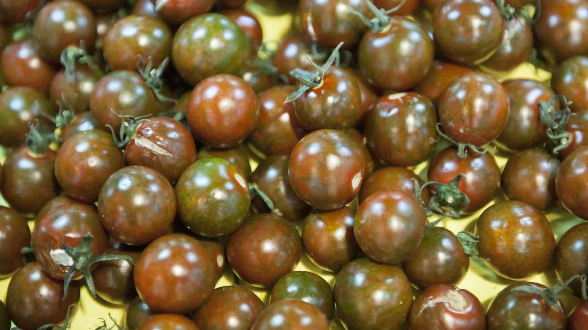 Cherry Tomato Seed Blend - Image 5