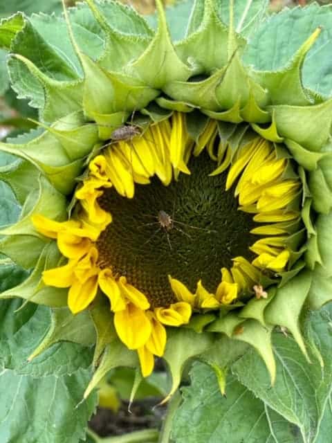Sunflower Seed Dwarf Sunspot (Helianthus annuus) - Image 4