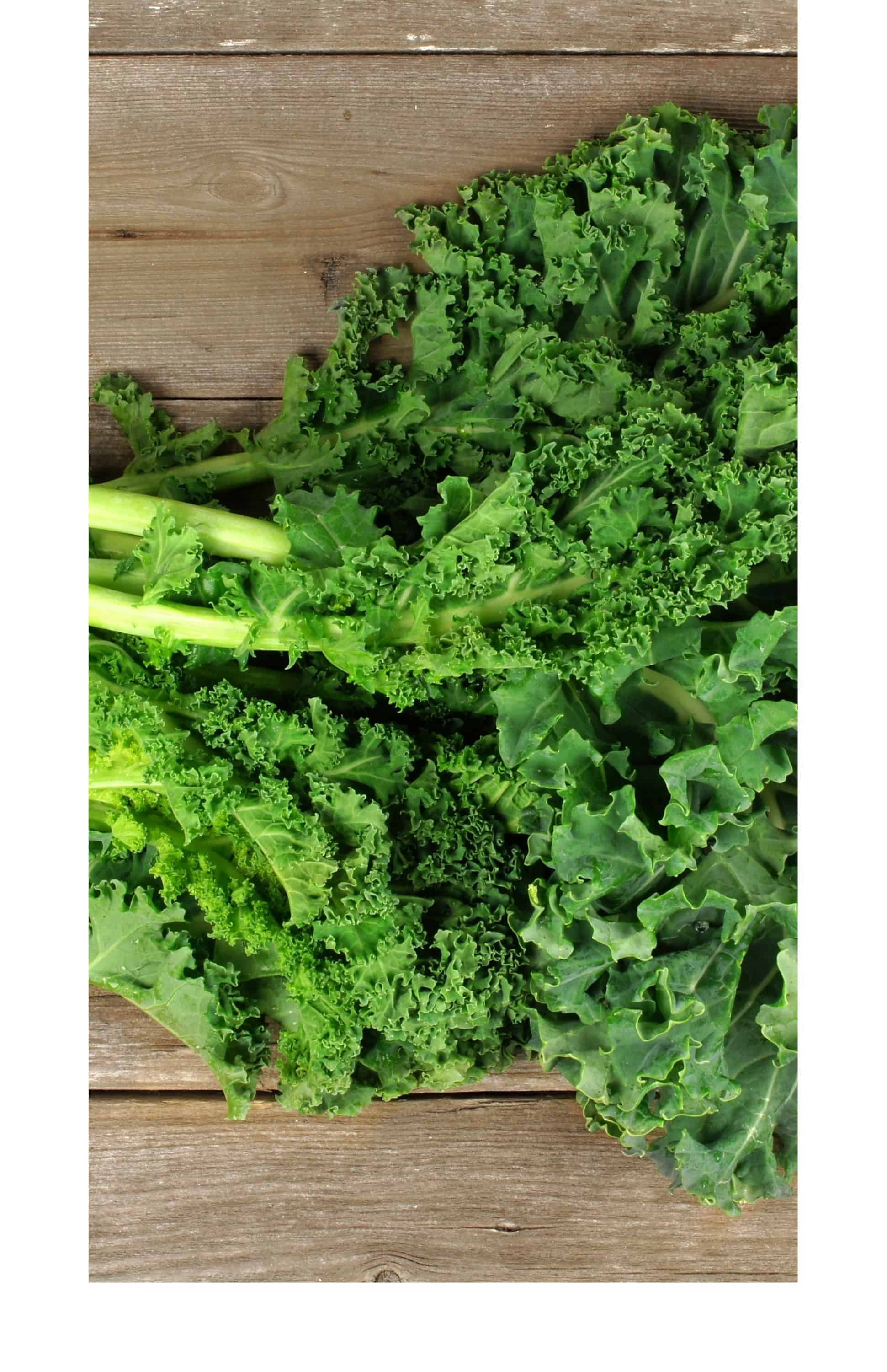 Kale (ish) (Brassica oleracea)