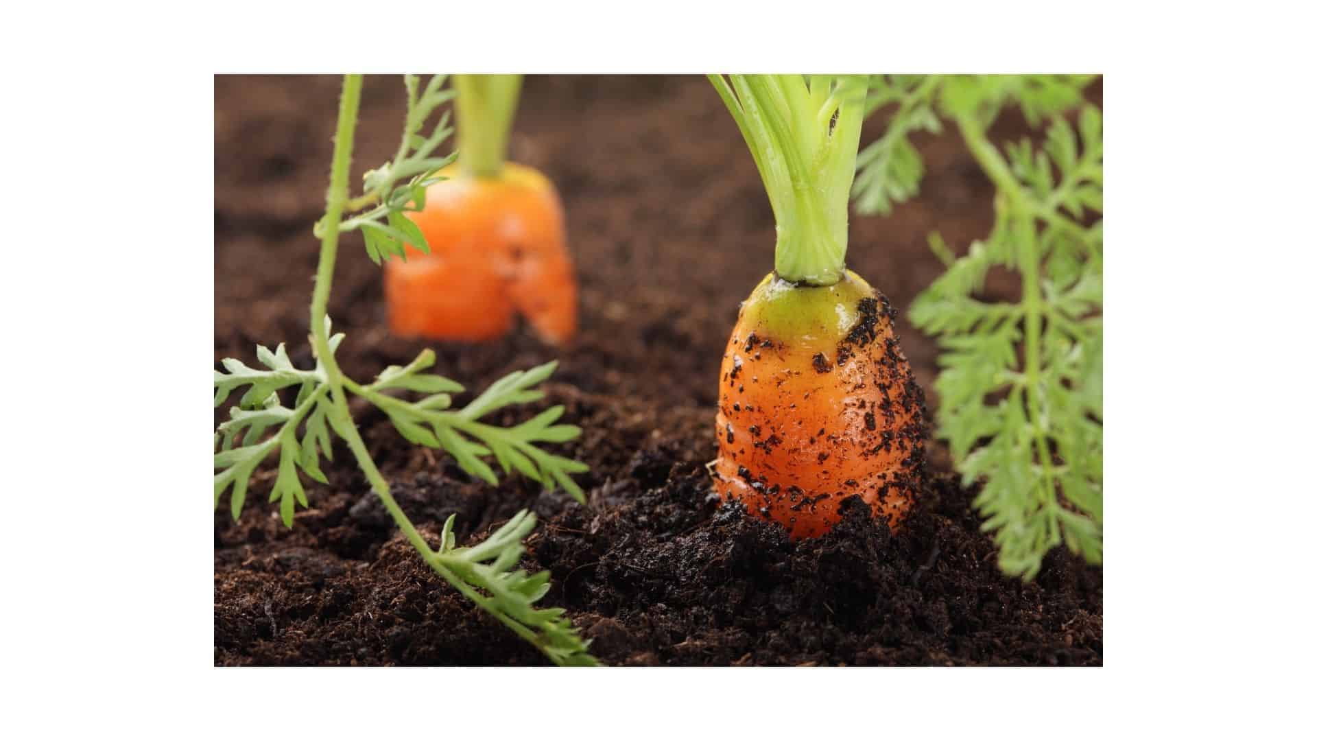 Soil Online Course - Image 3