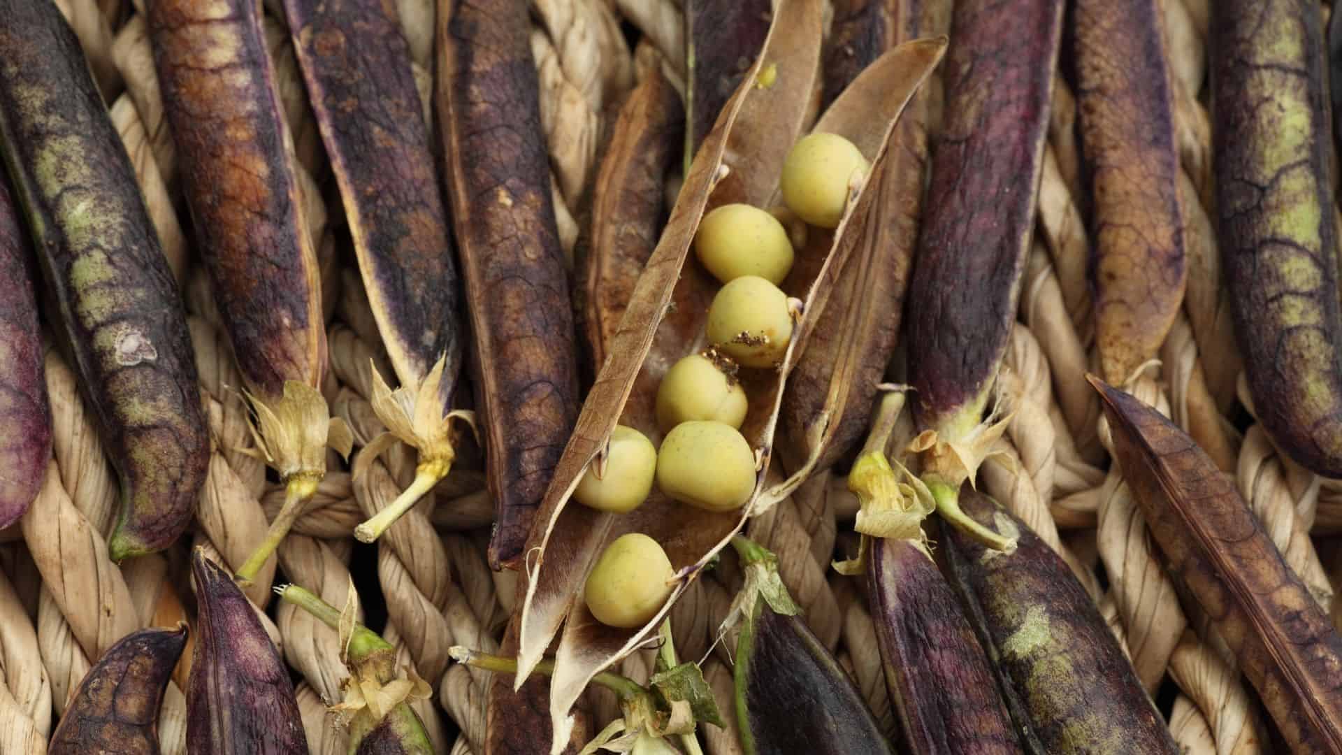 Blue Shelling Pea Seed (Pisum sativum) - Image 5