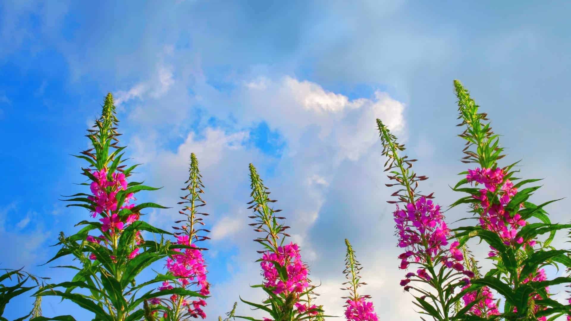 Alaska Wildflower Seed Mix Fireweed, Forget me not, Lupine, Yarrow, and Iris - Image 5