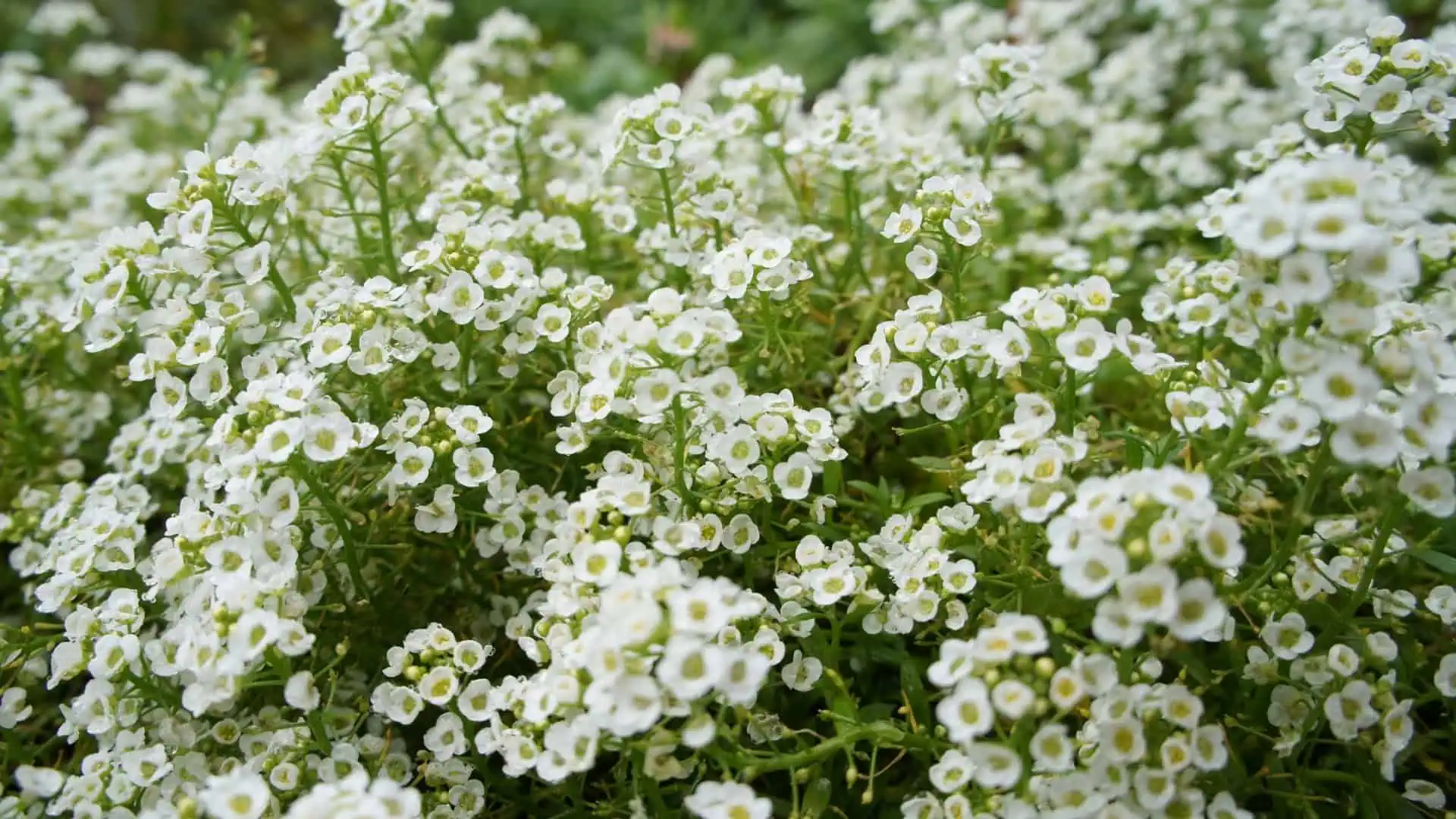 Alyssum Seed Sweet    (Lobularia maritima) - Image 2