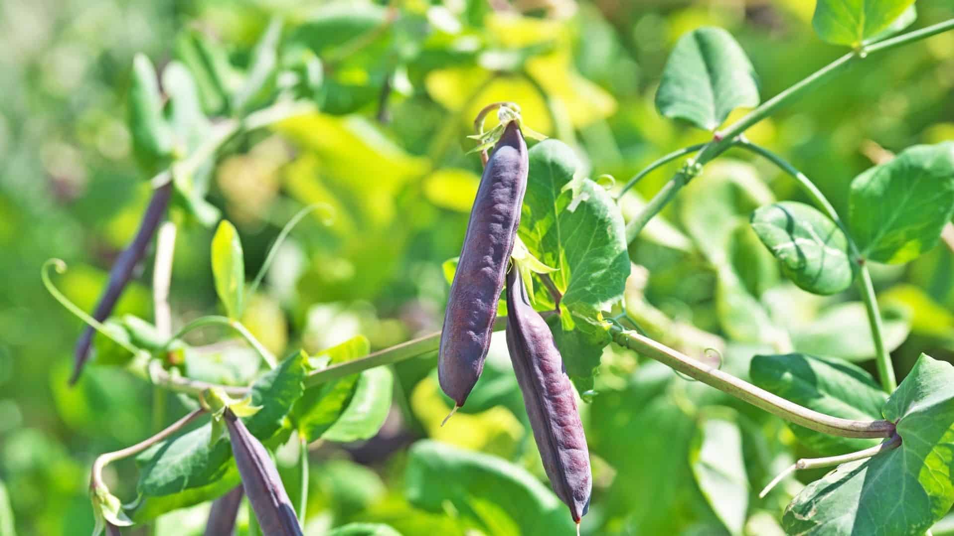 Blue Shelling Pea Seed (Pisum sativum) - Image 4