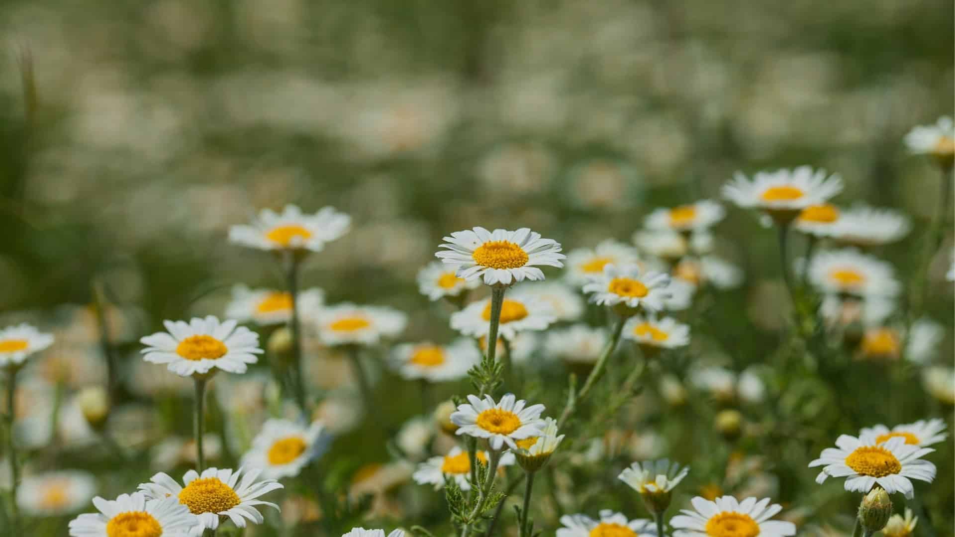 Chamomile Seed (Chamaemelum nobile) Roman - Image 4