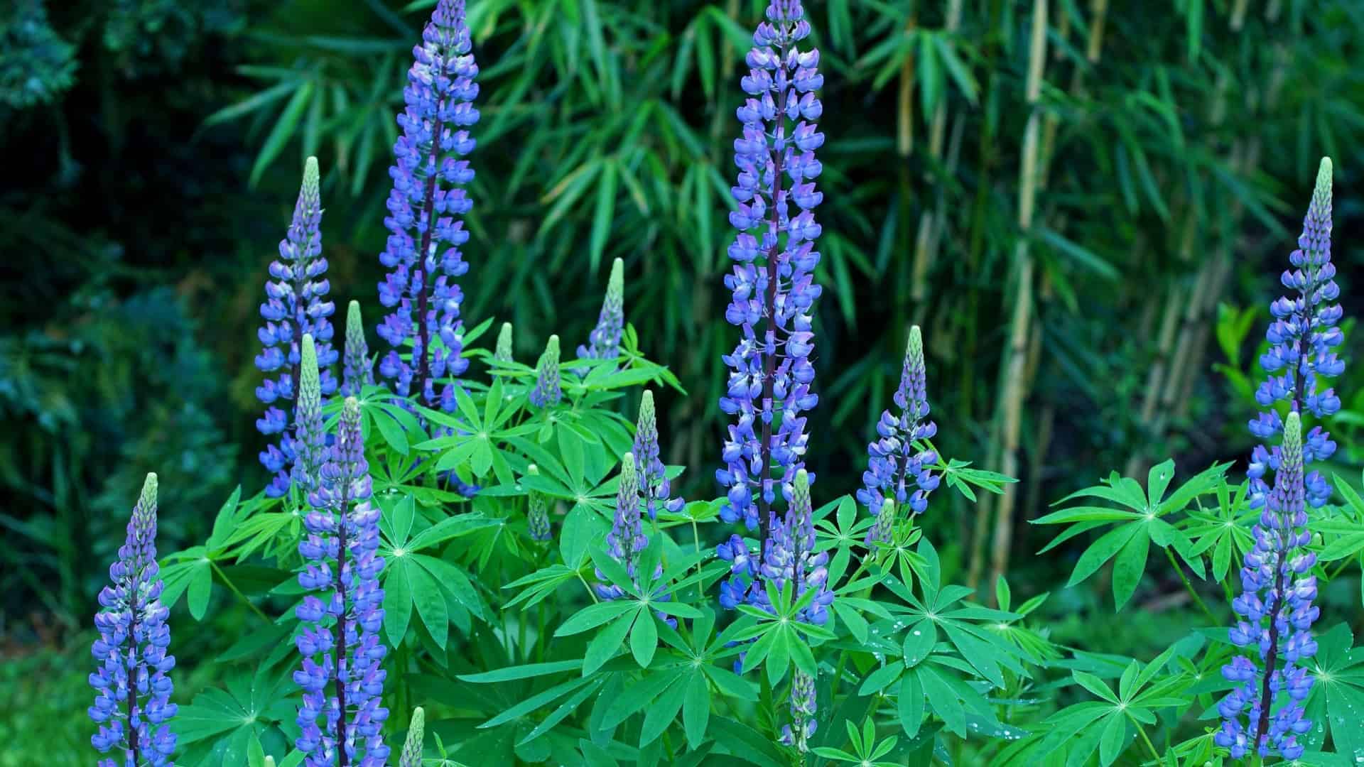 Alaska Wildflower Seed Mix Fireweed, Forget me not, Lupine, Yarrow, and Iris - Image 4