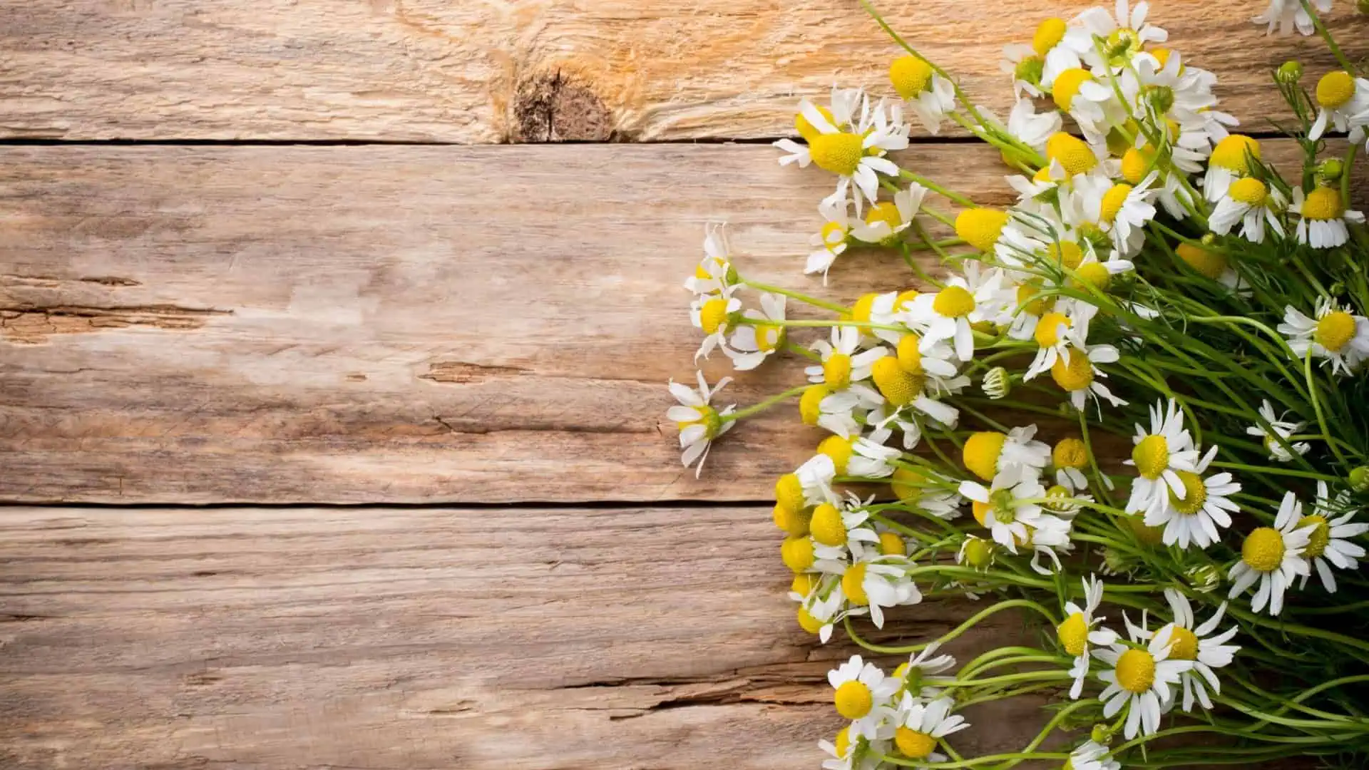 Chamomile Seed (Chamaemelum nobile) Roman - Image 3