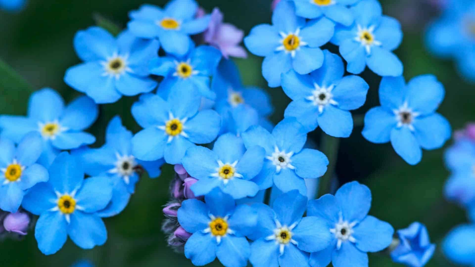 Alaska Wildflower Seed