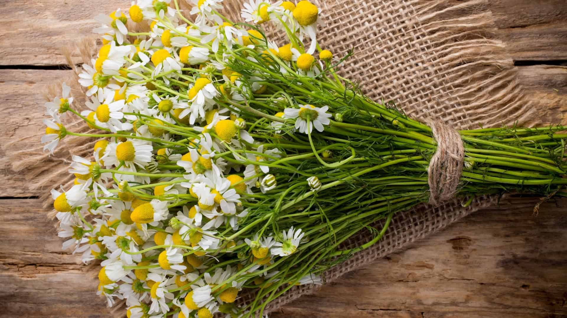 Chamomile Seed (Chamaemelum nobile) Roman - Image 2