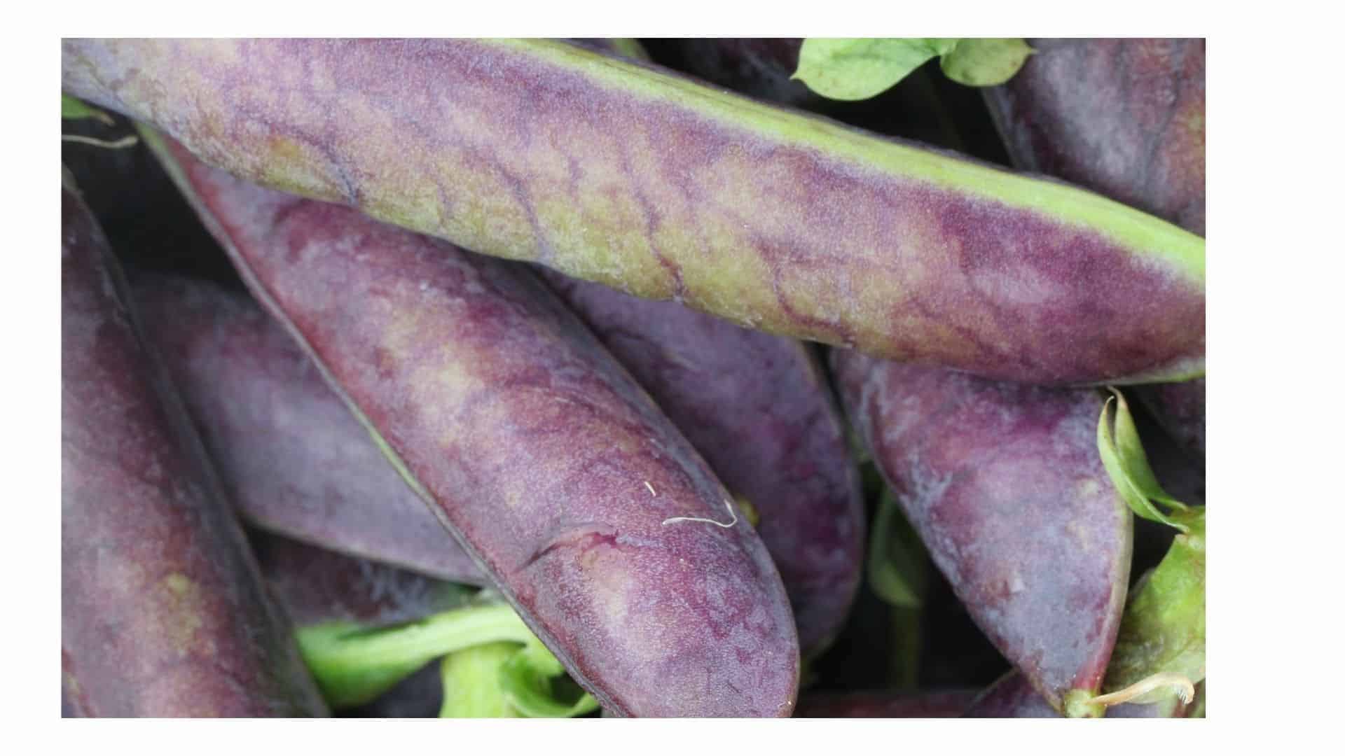 Blue Shelling Pea Seed (Pisum sativum) - Image 3