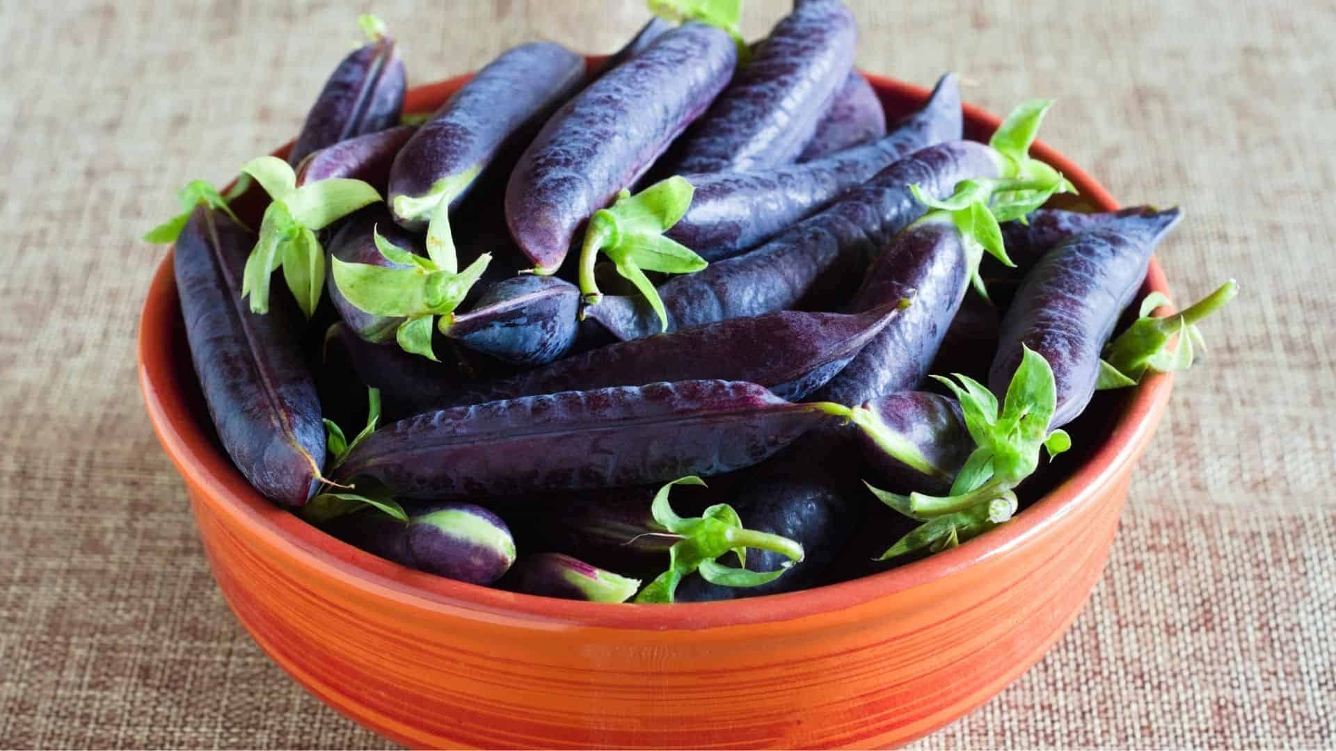 Blue Shelling Pea Seed (Pisum sativum) - Image 2