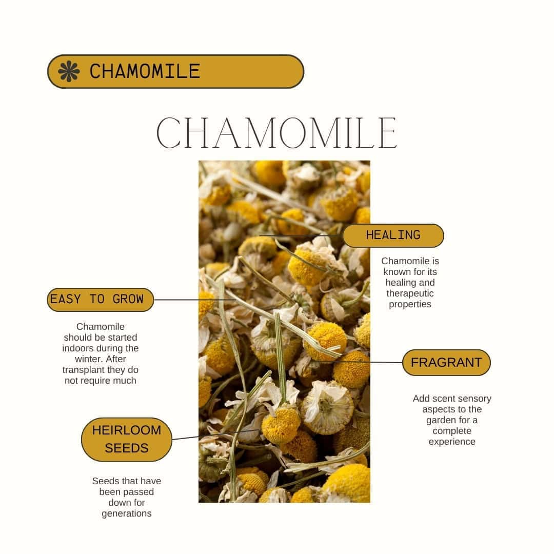 Chamomile Product Guide