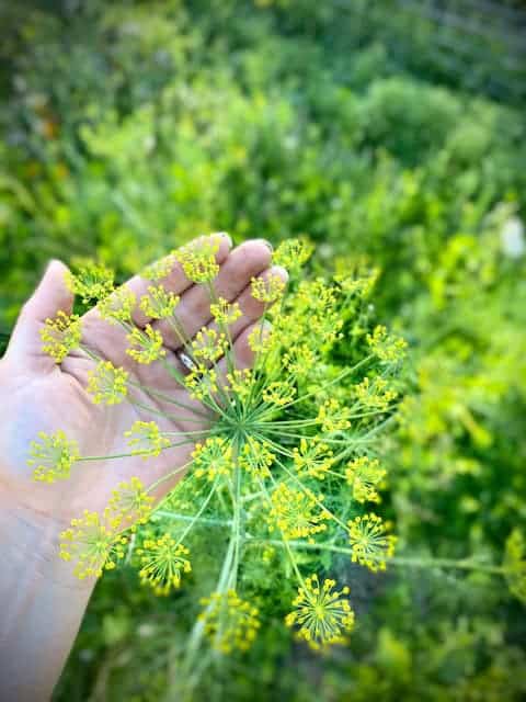 Dill Seed (Anethum graveolens) - Image 4