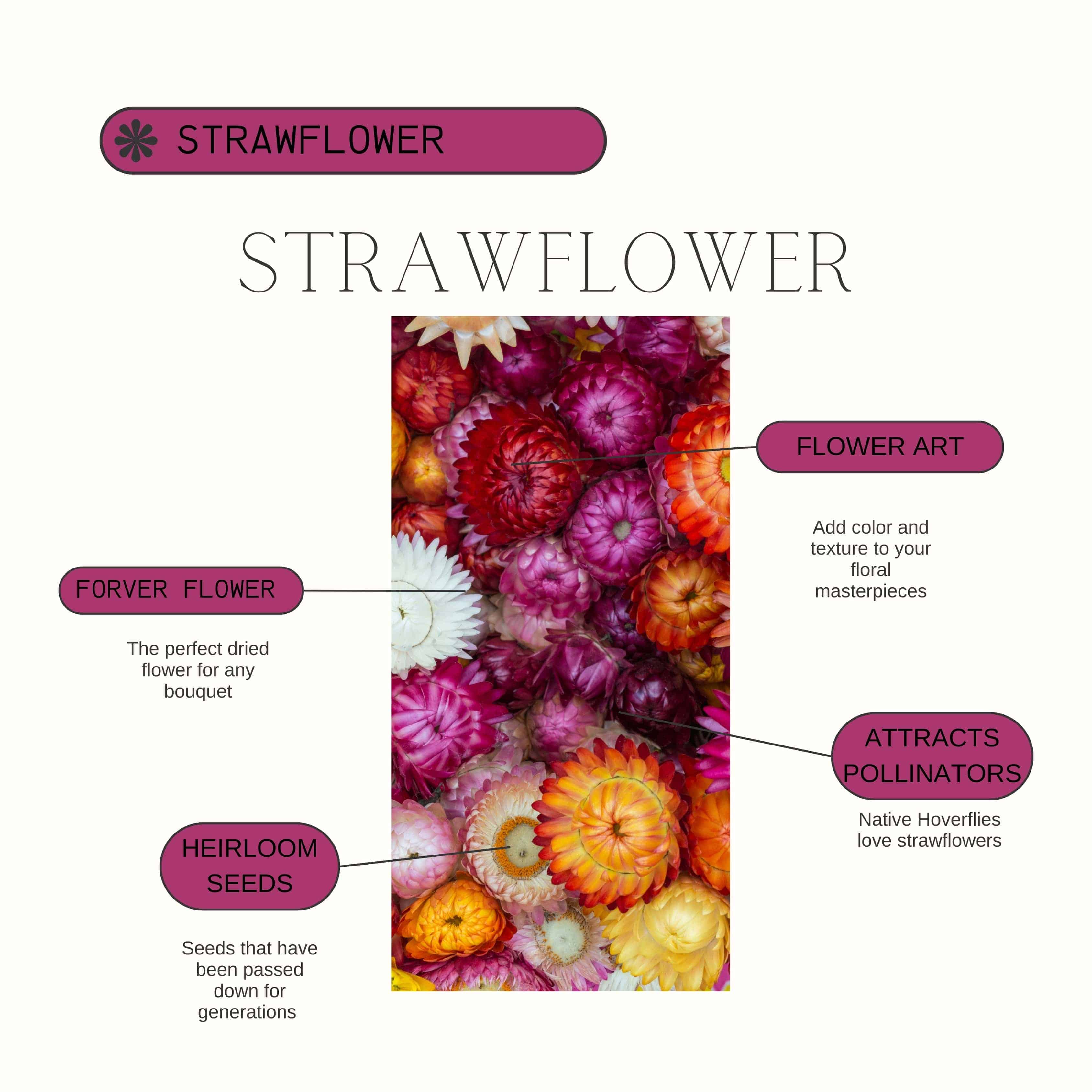 Strawflower Product Guide