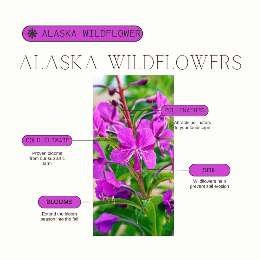 Alaska Wildflower Product Details