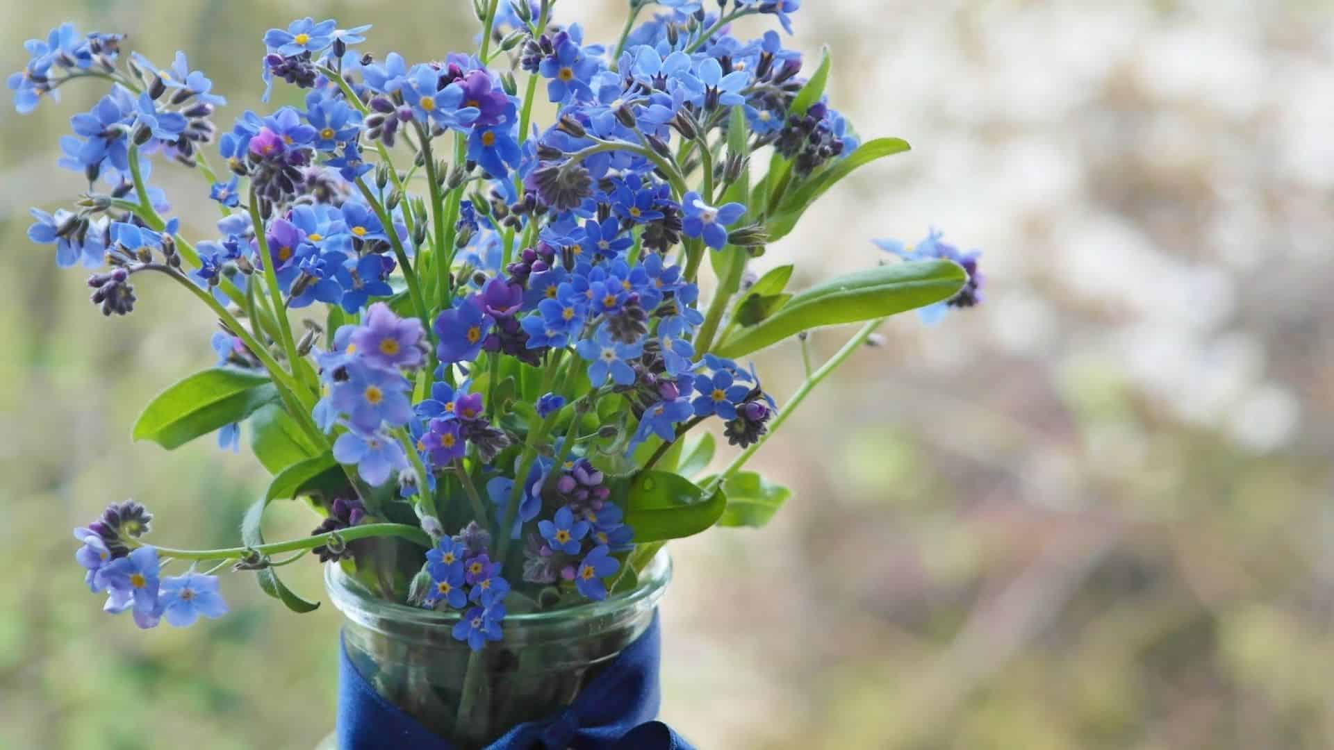 Alaska Flower Garden Seed Bundle - Image 2