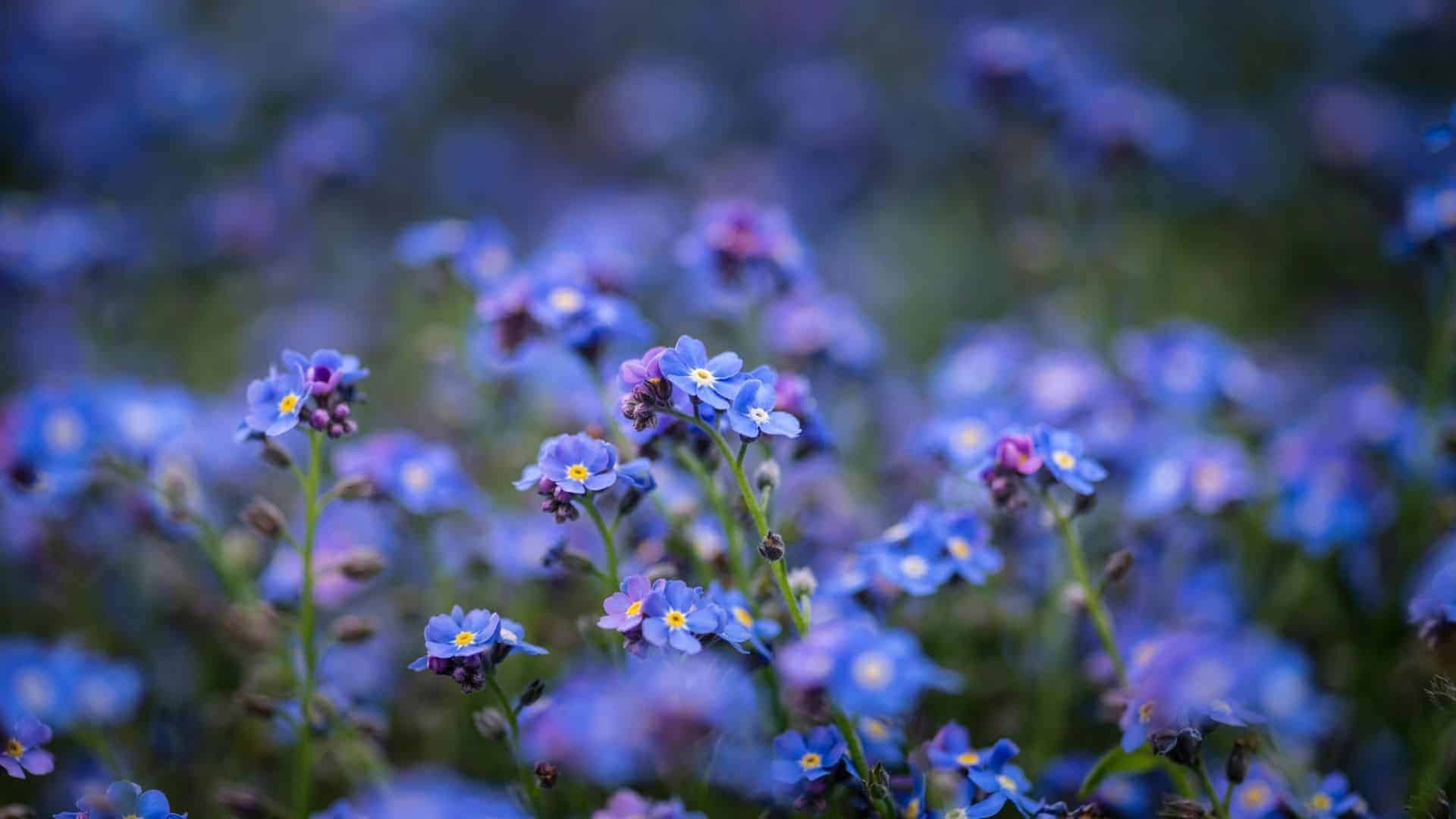 Forget me not seed