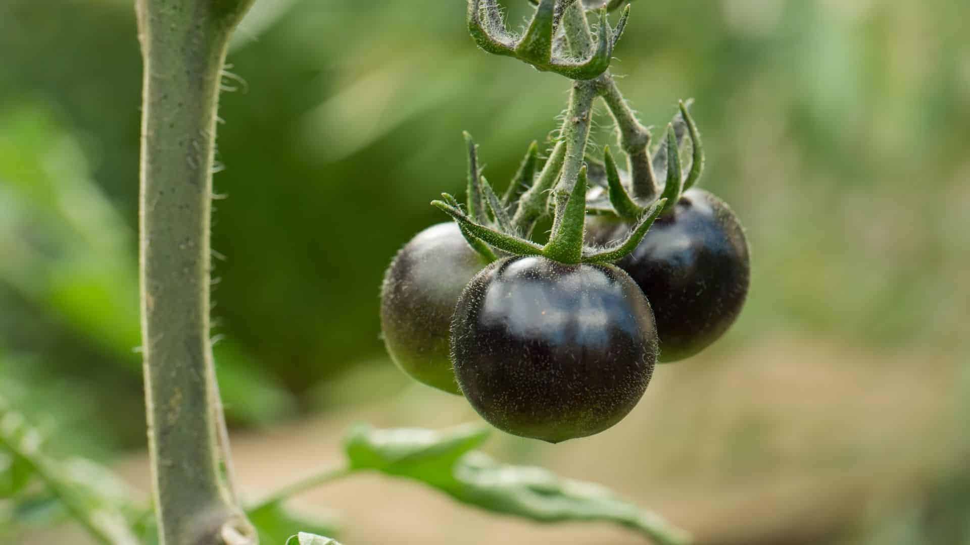 Alaska seed Black Beauty Tomato