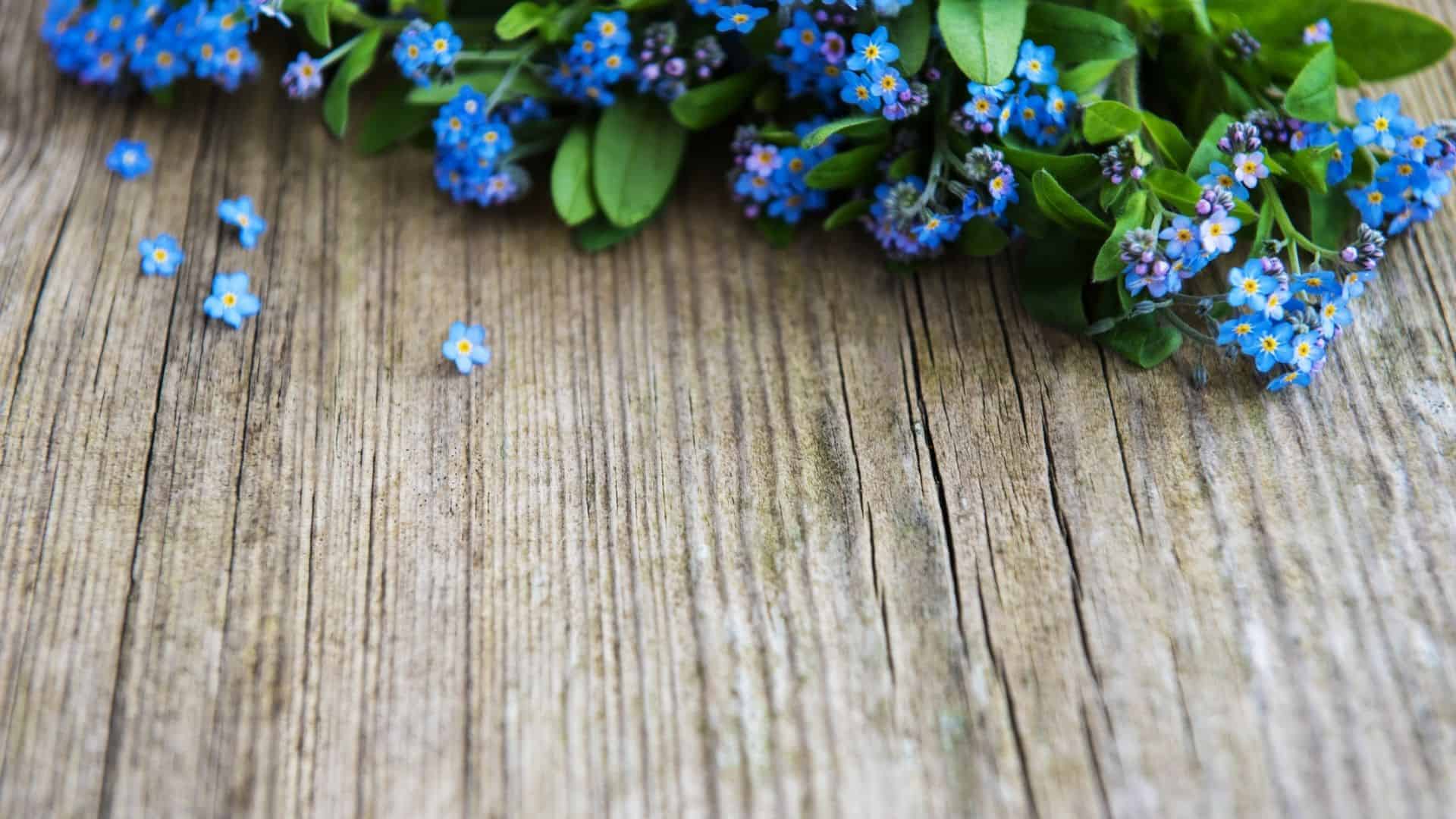 Firmament Seed (Annual Forget me not) (Cynoglossum amabile) - Image 2