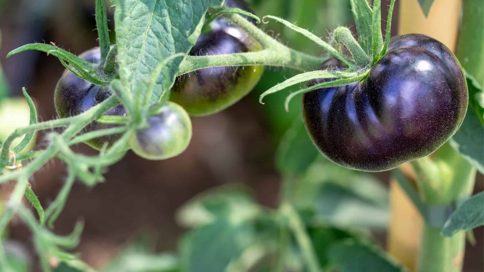 Tomato Seed Black Beauty (Solanum lycopersicum) - Image 2