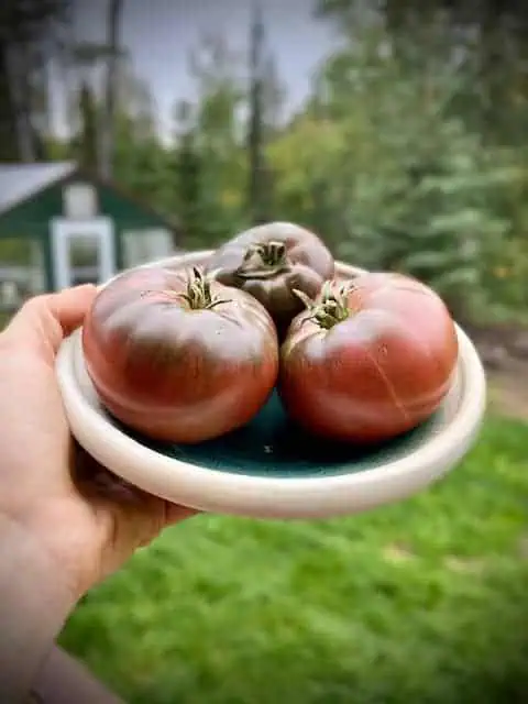 Midnight Sun Tomatoes: The Alaska Tomato Growing Masterclass (Online) - Image 3