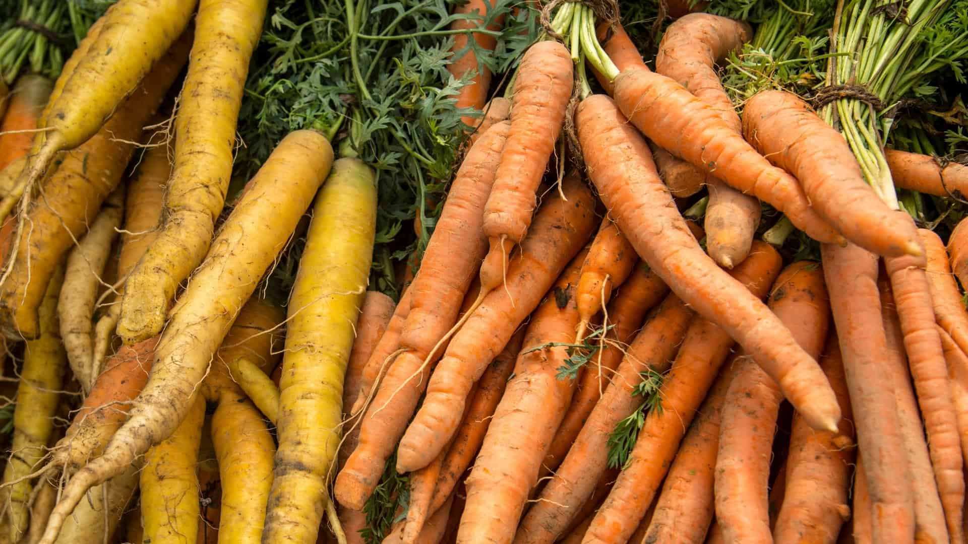 Carrot Seed Blend(Daucus carota subsp. sativus) - Image 2